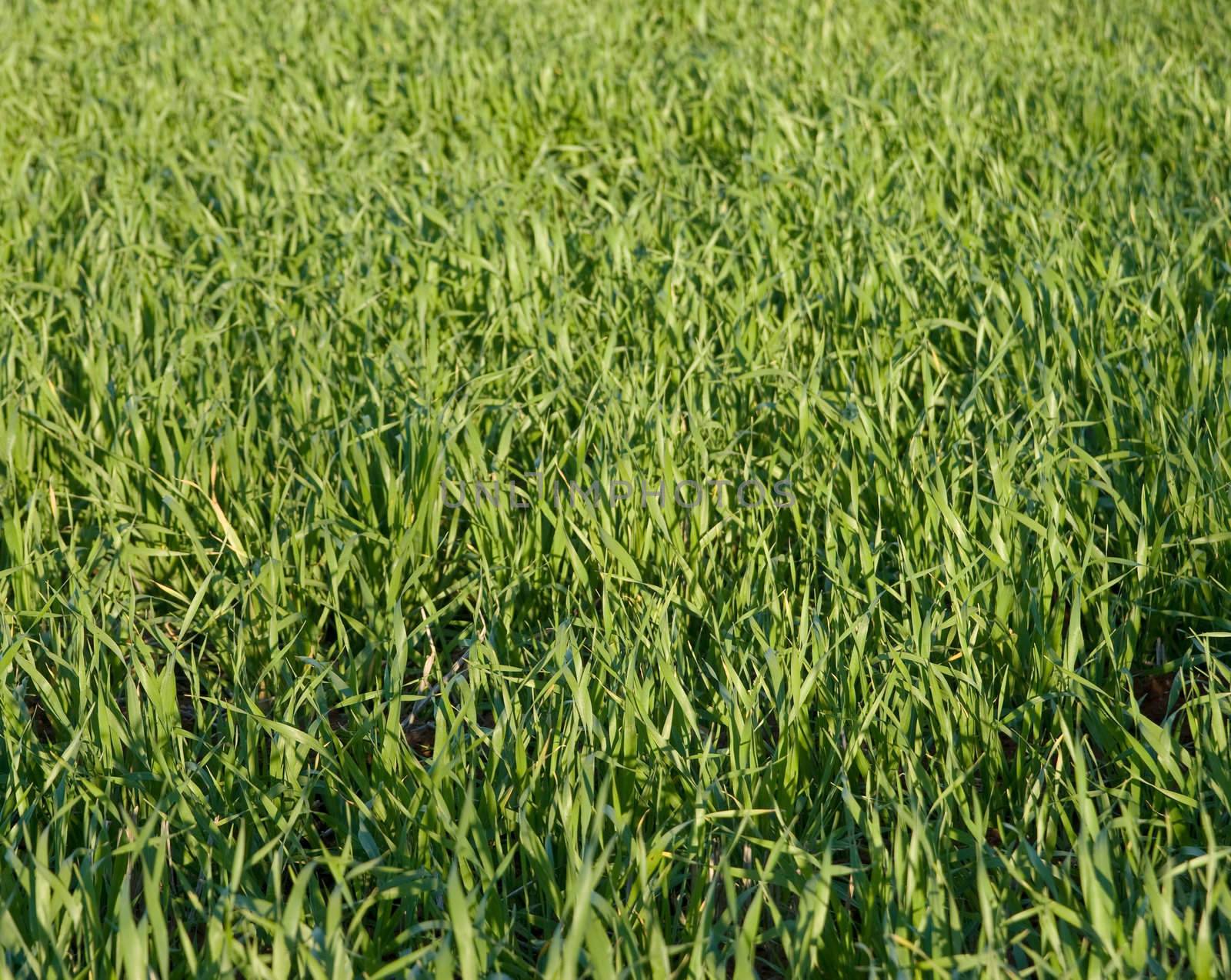 new wheat grass background