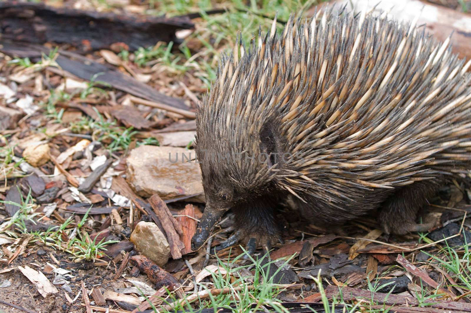 an australian echidna wanders along the ground