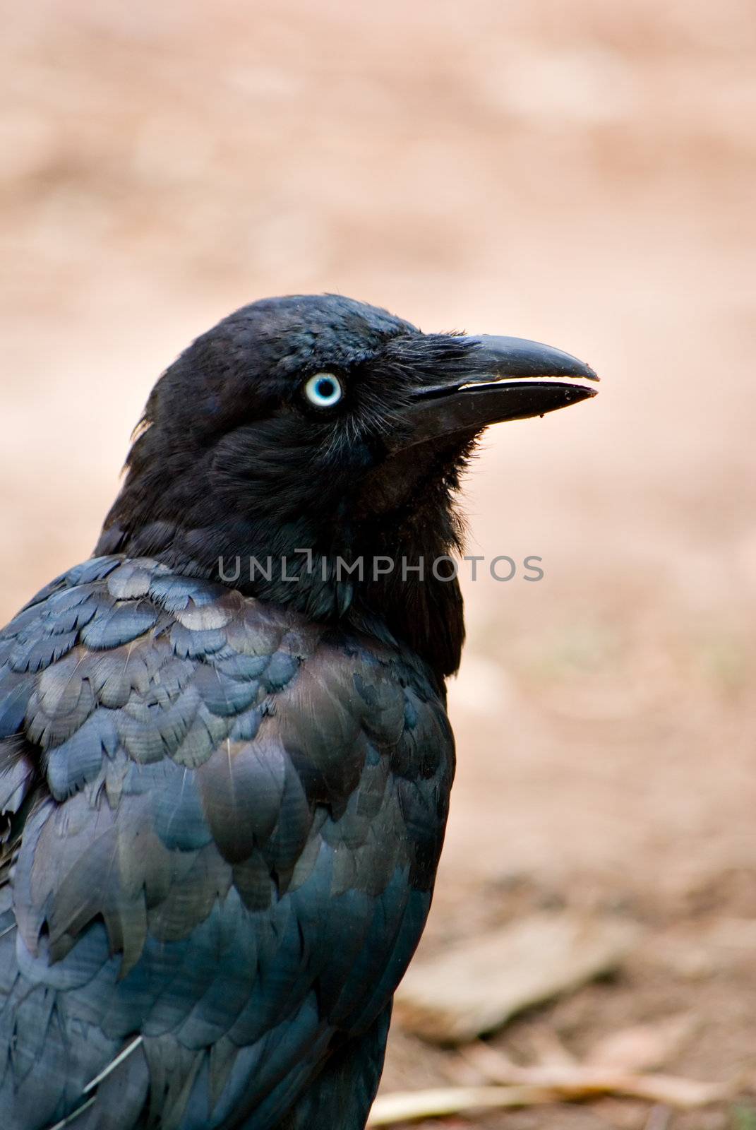 a crow (australian raven) looks back over its shoulder to see what is behind it