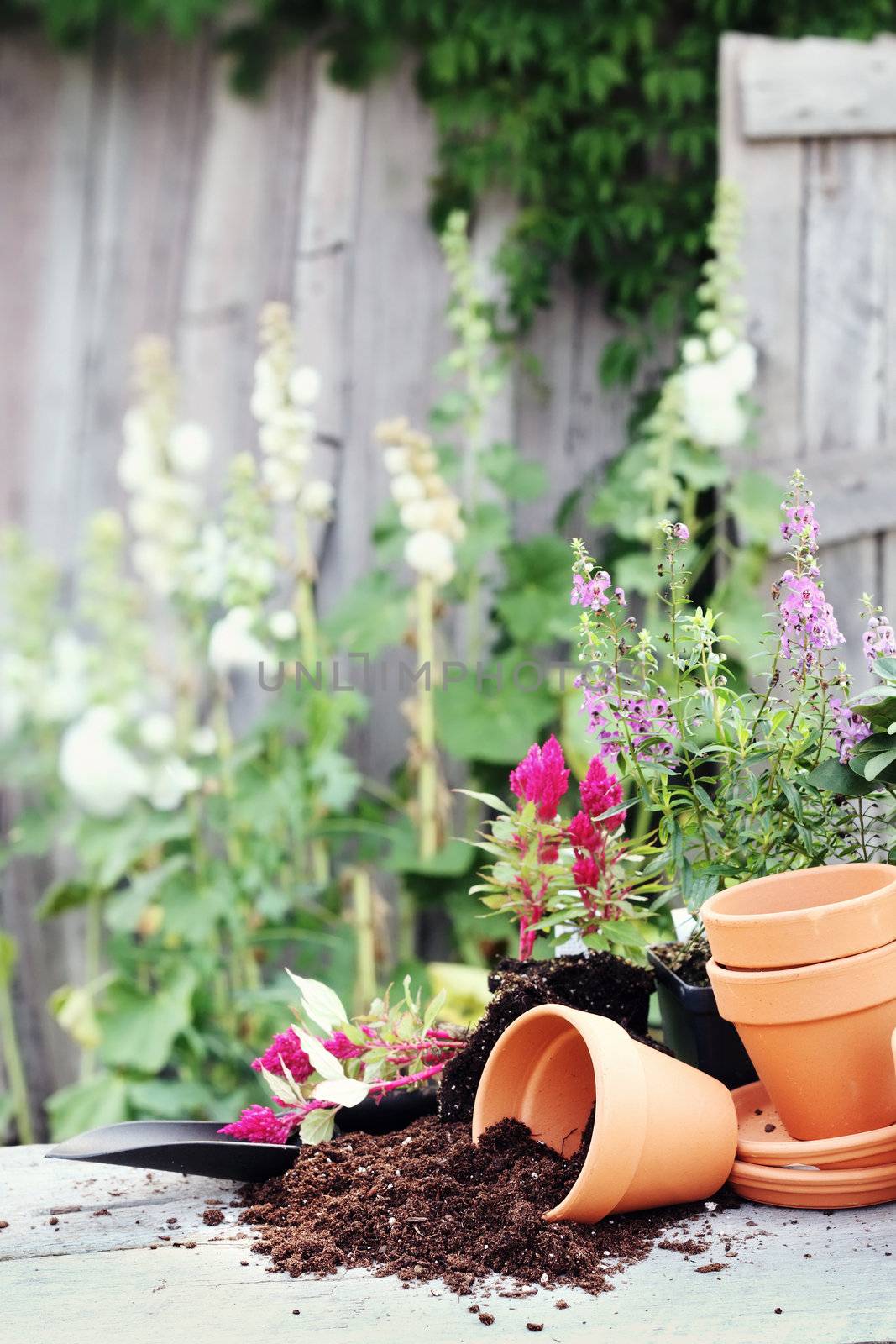 Rustic table with terracotta pots, potting soil, trowel and flowers in front of an old weathered gardening shed.