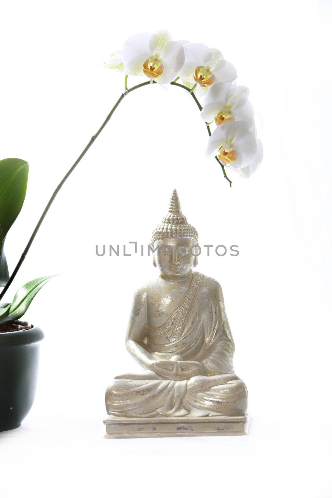 buddha and orchid with textile