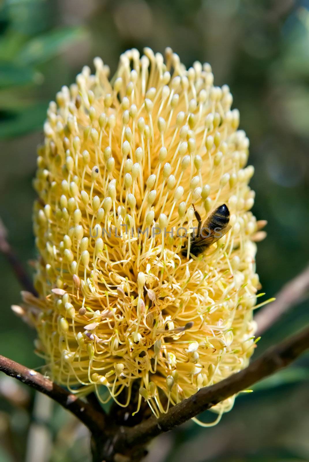 a bee is upside in collecting pollen from a big yellow banksia flower