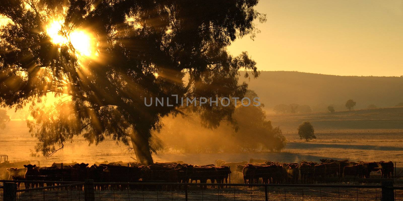 sun rays coming through the trees over a herd of cattle in the morning