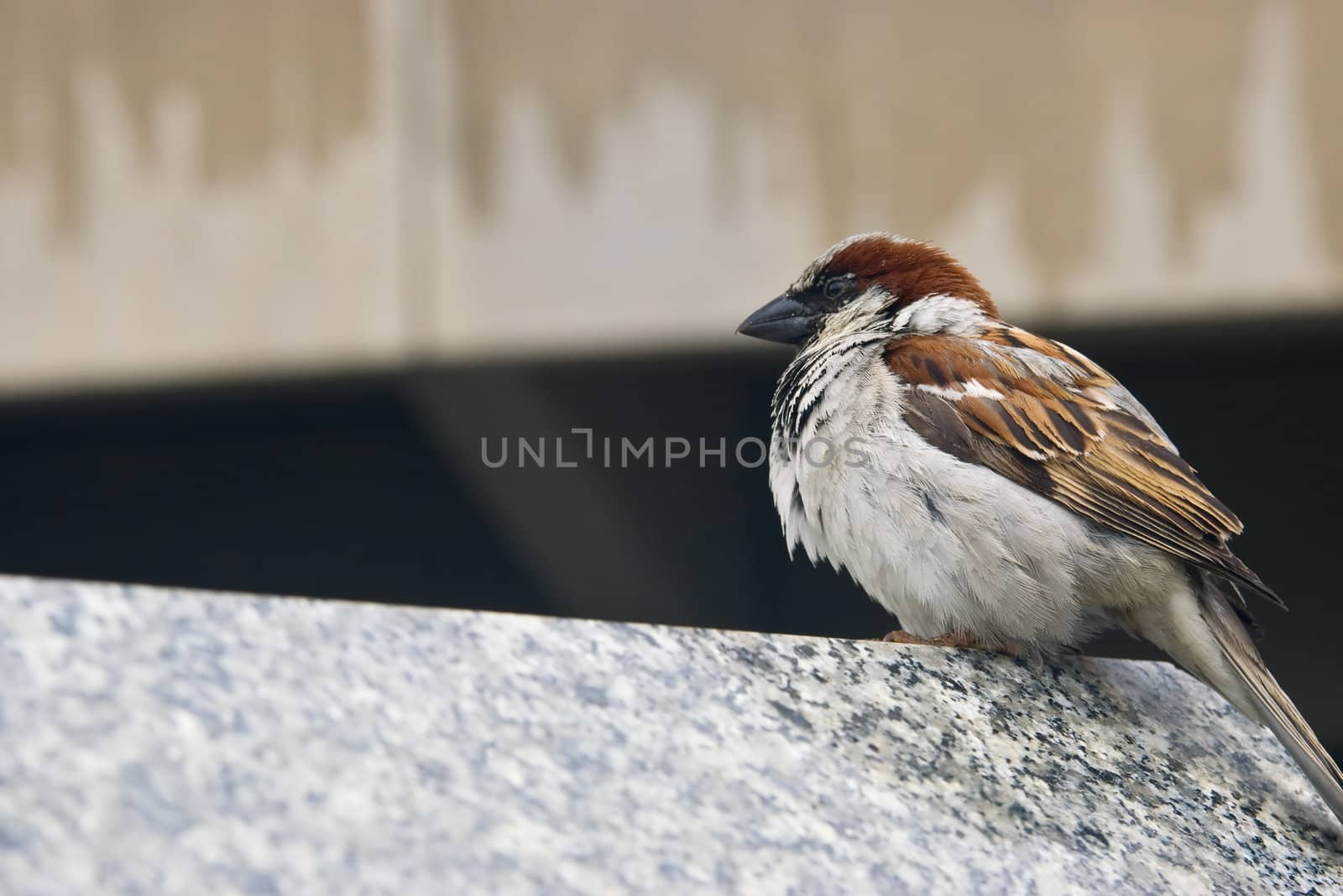 small brown sparrow in the city sits on a concrete wall