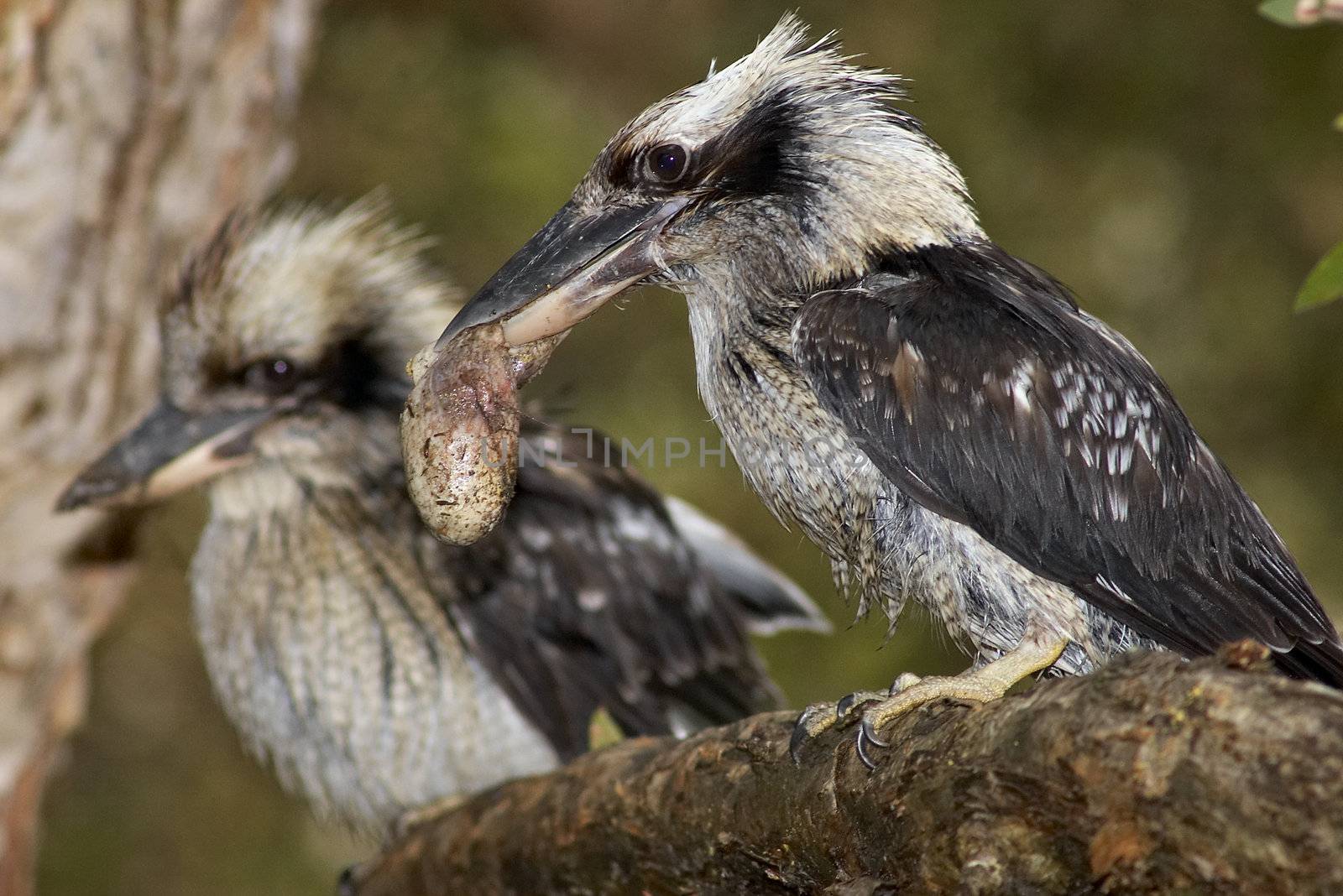 pair of kookaburras