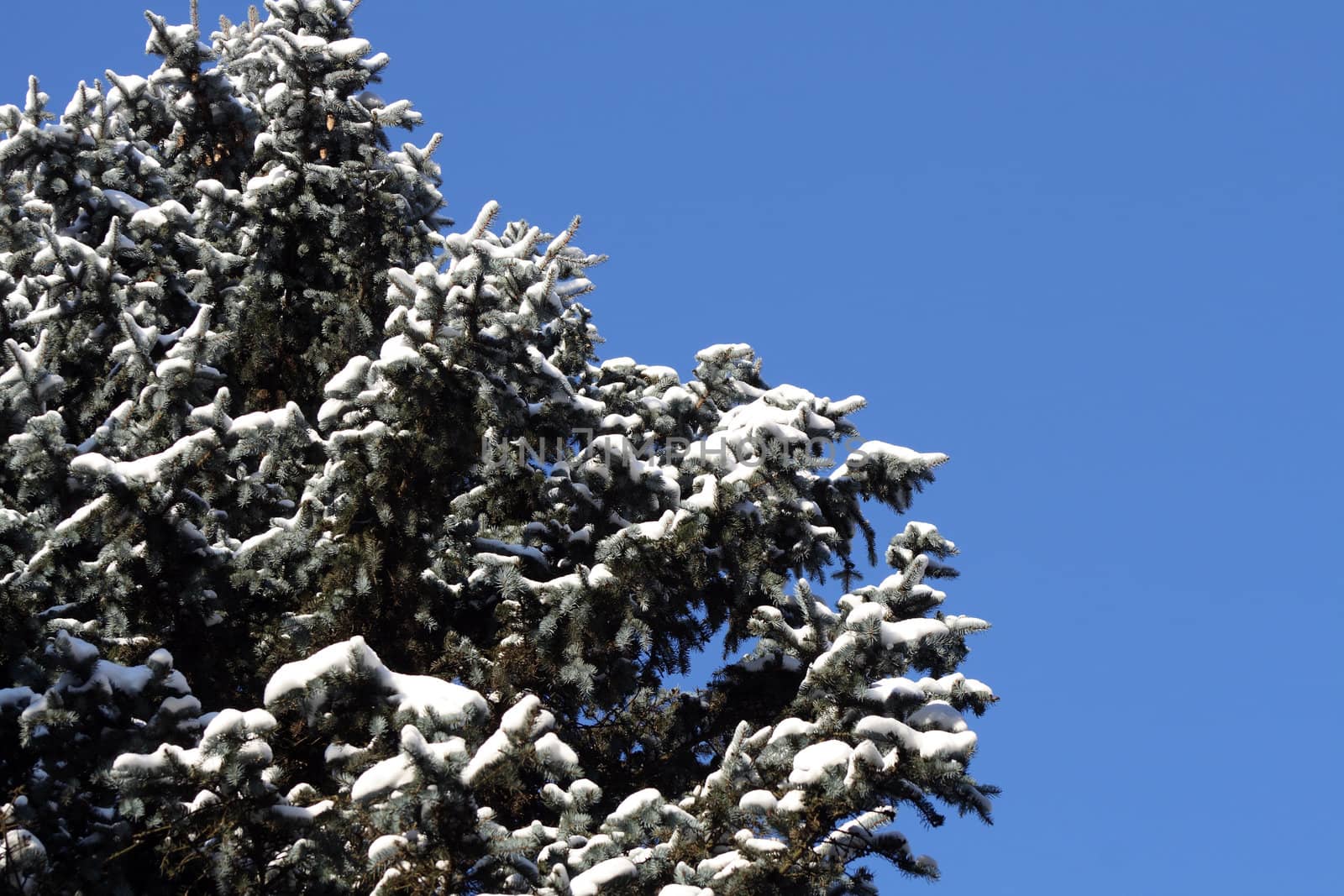 Nice big fir-tree with snow on blue sky background