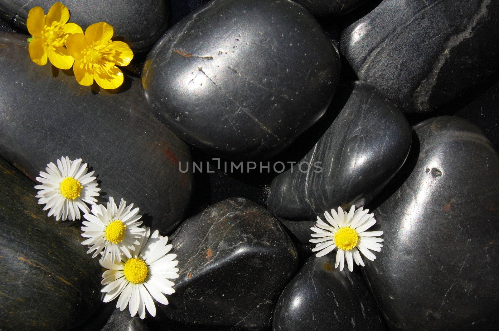 happy daisy flowers on black stone background showing health and wellness concept