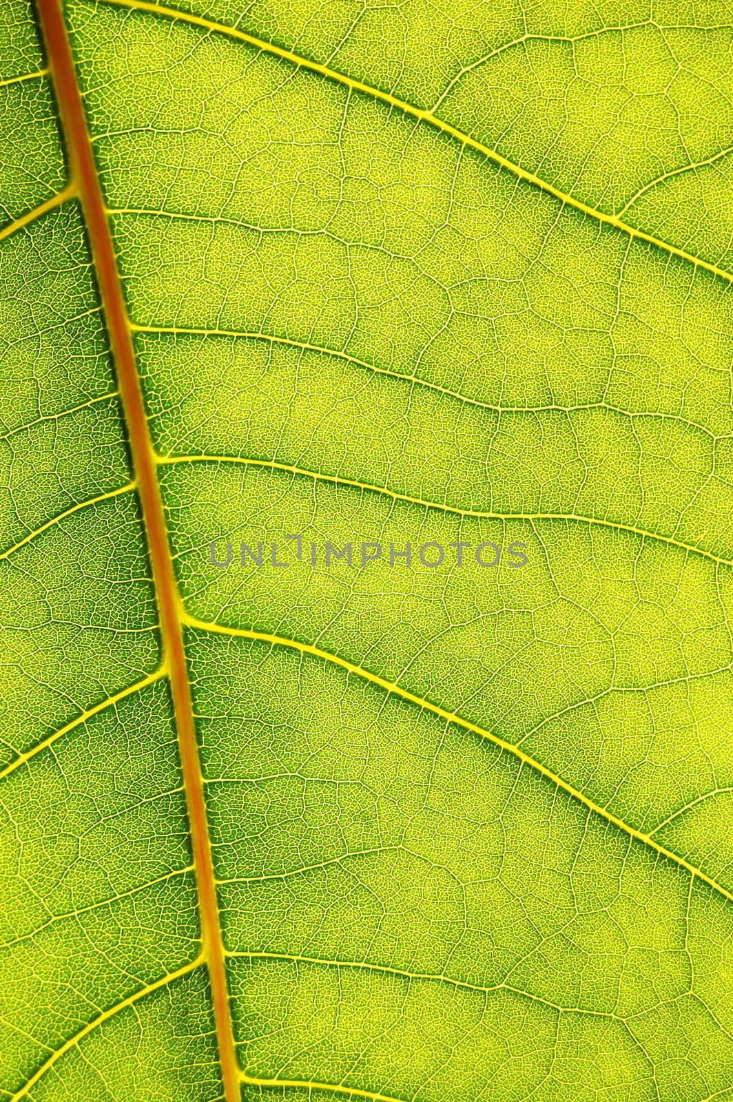 structure texture and pattern of green leaf