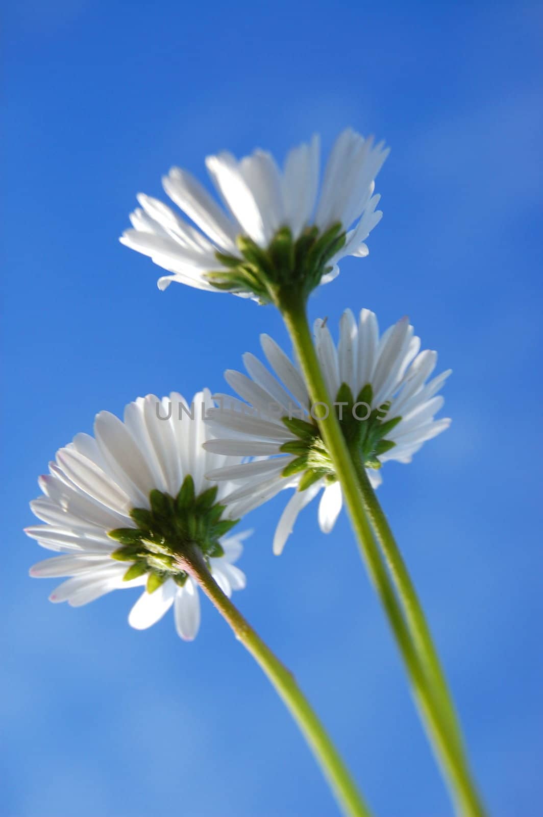 daisy from below under blue sky in summer