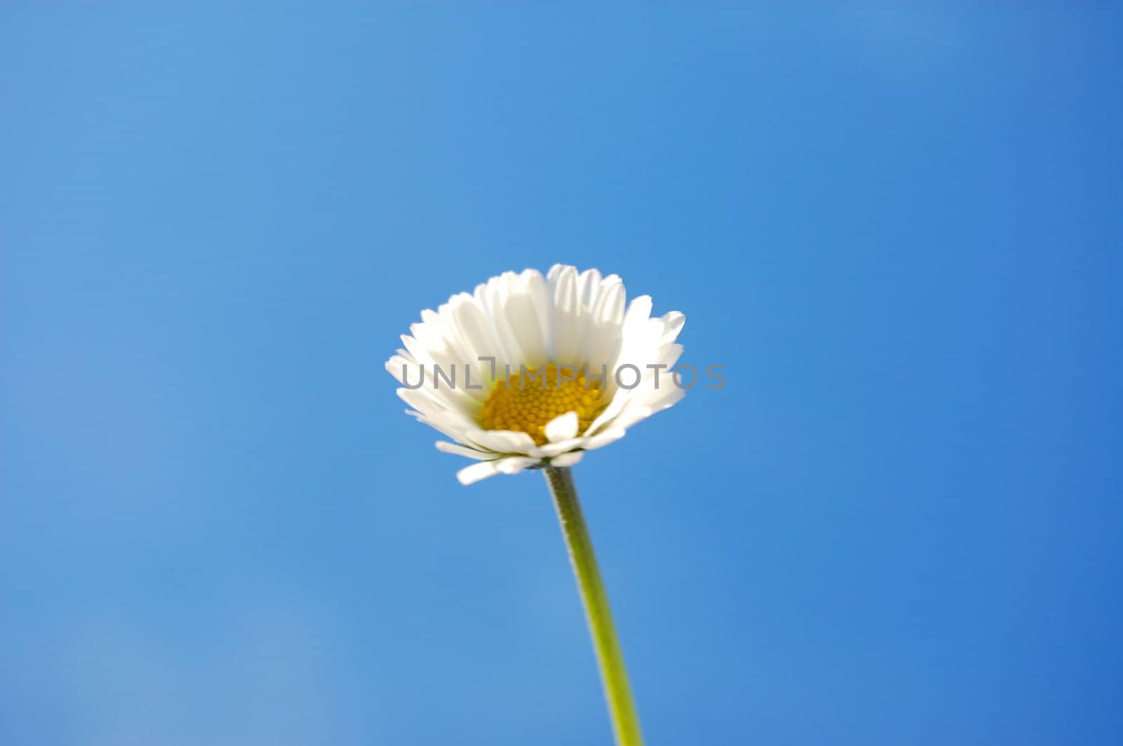 daisy under blue spring sky by gunnar3000