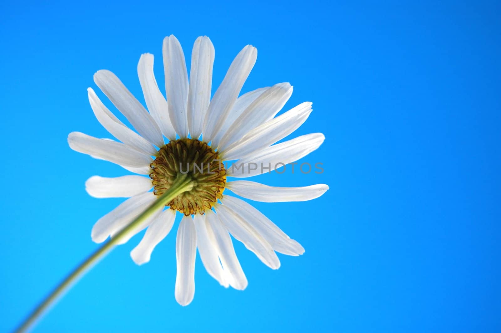 happy daisy under blue summer sky from below