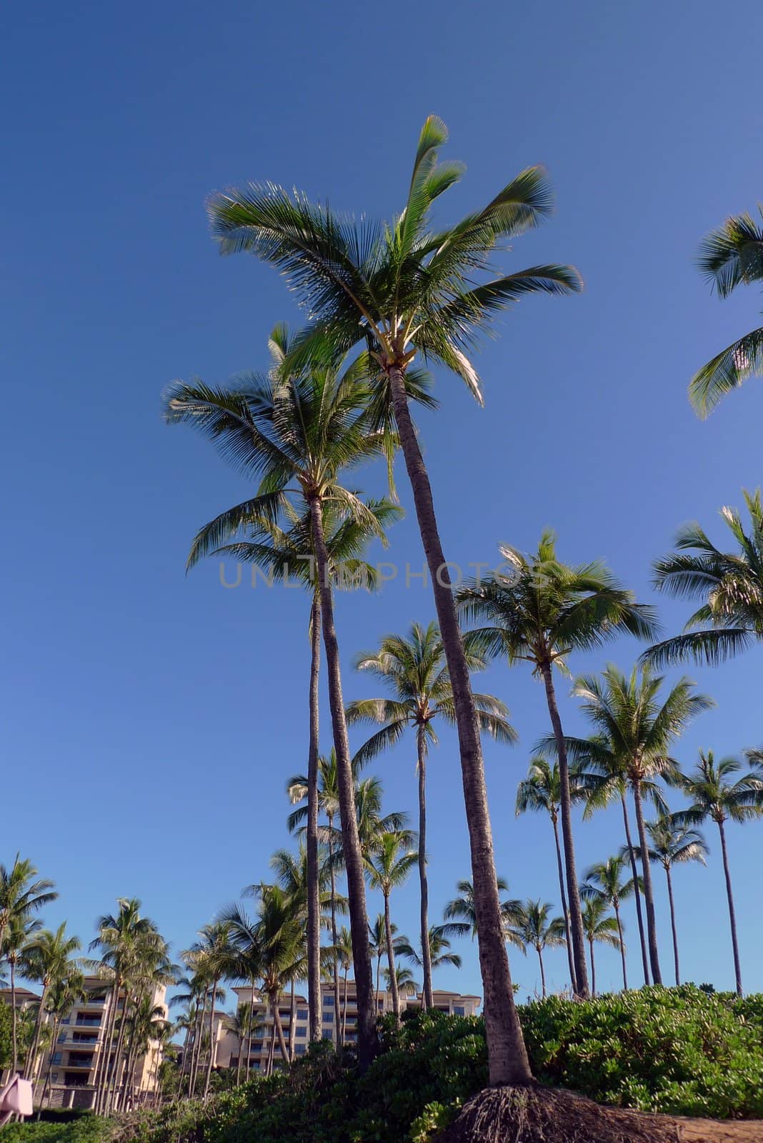 palm trees on a beach with hotels in the backround