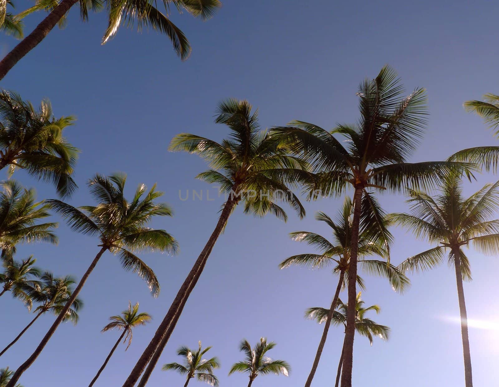 A row of palm trees on the beach