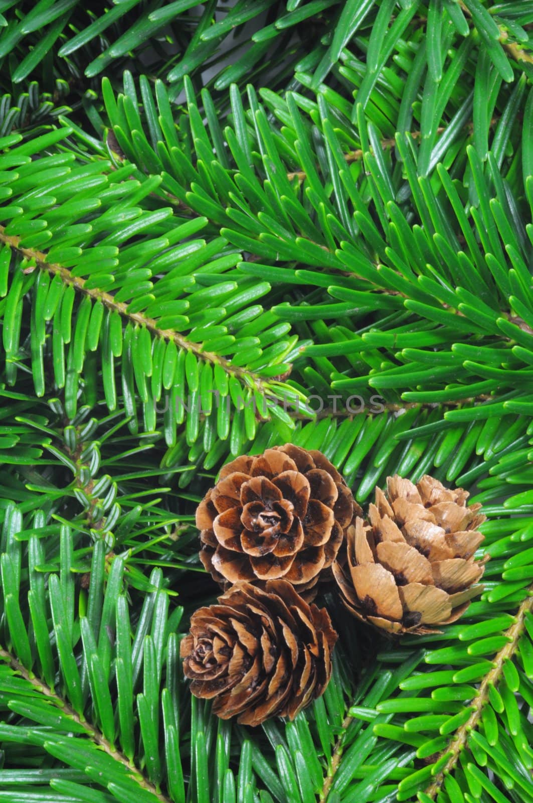 green fir from a xmas or christmas tree can be uses as background