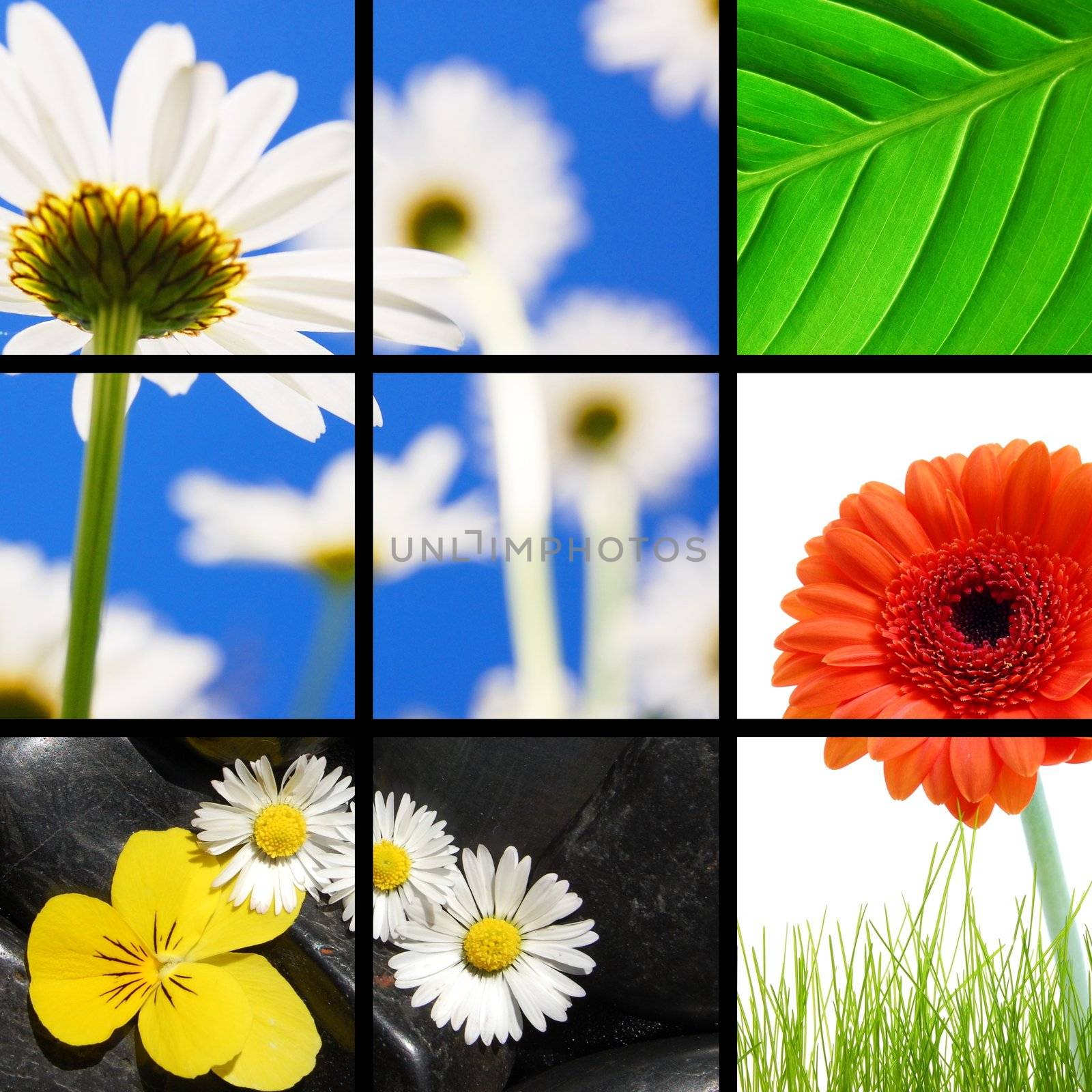 collage or collection of flower images showing summer vacation concept
