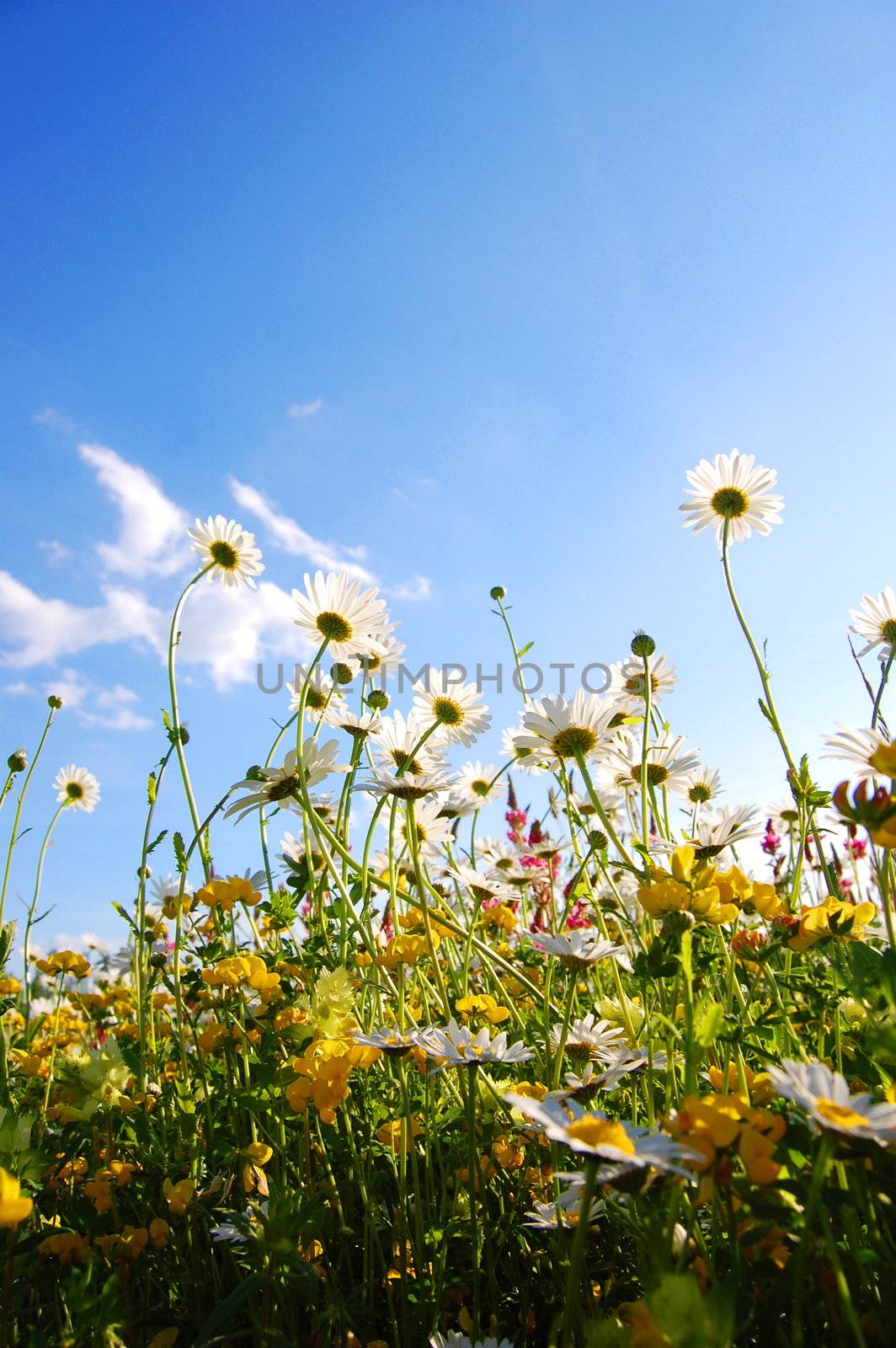 daisy flowers from below with blue sky on sunny summer day