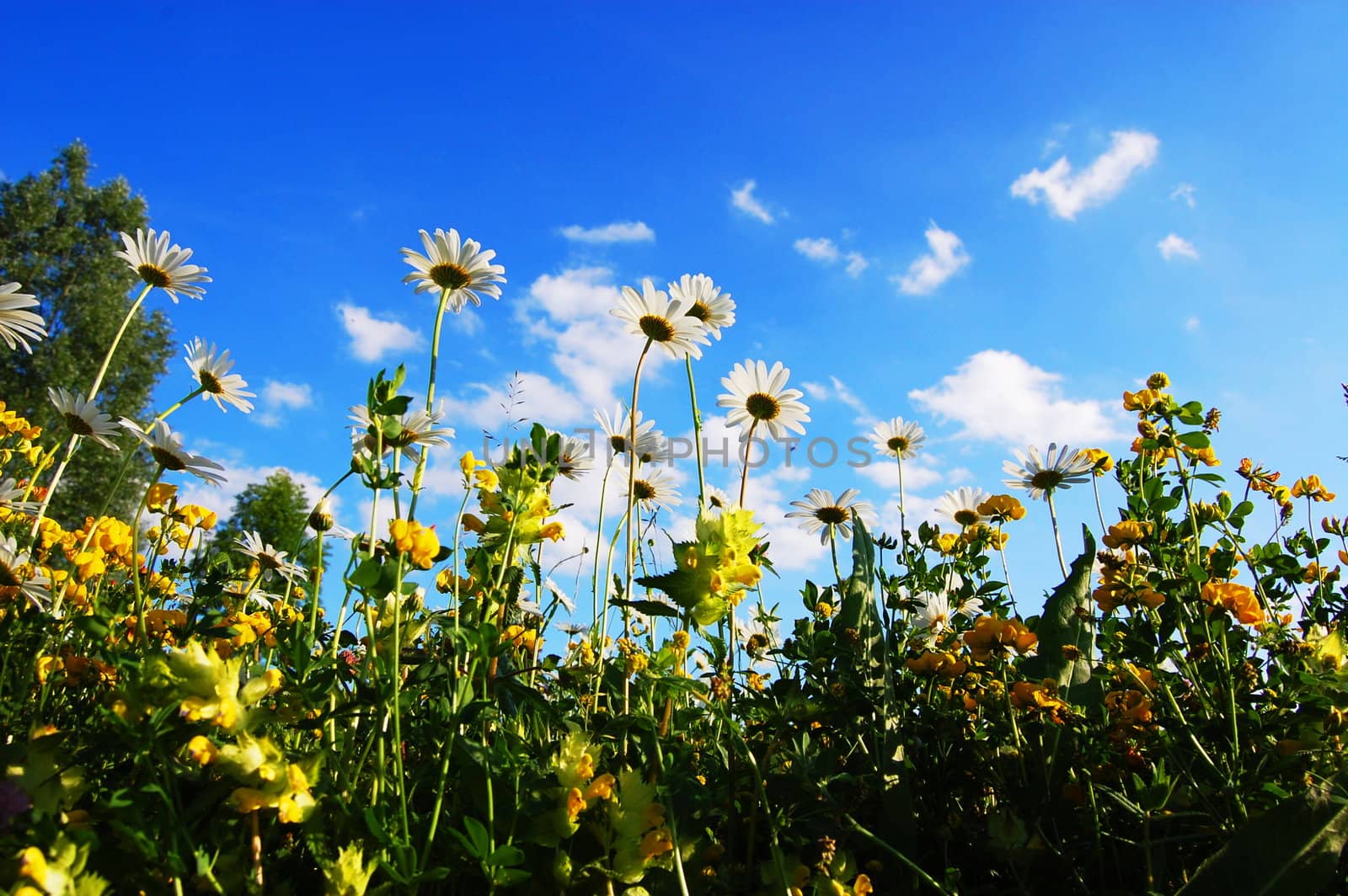 daisy flowers in summer from below with blue sky