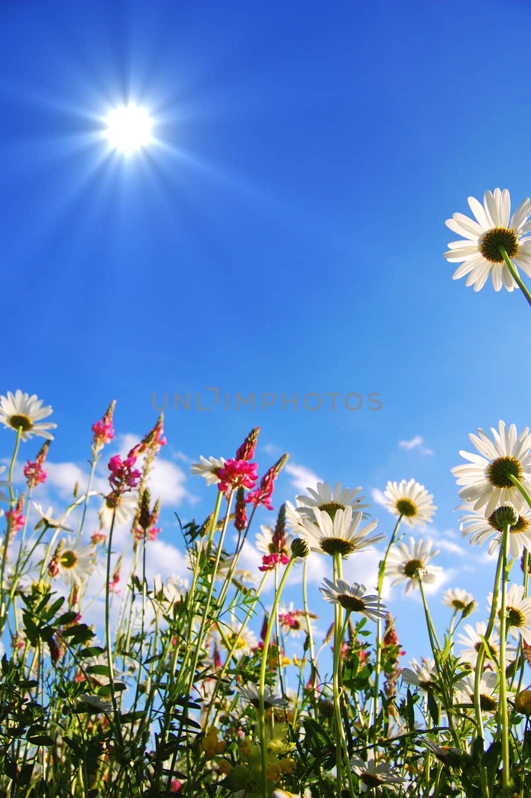 flowers on meadow in summer from below and blue sky