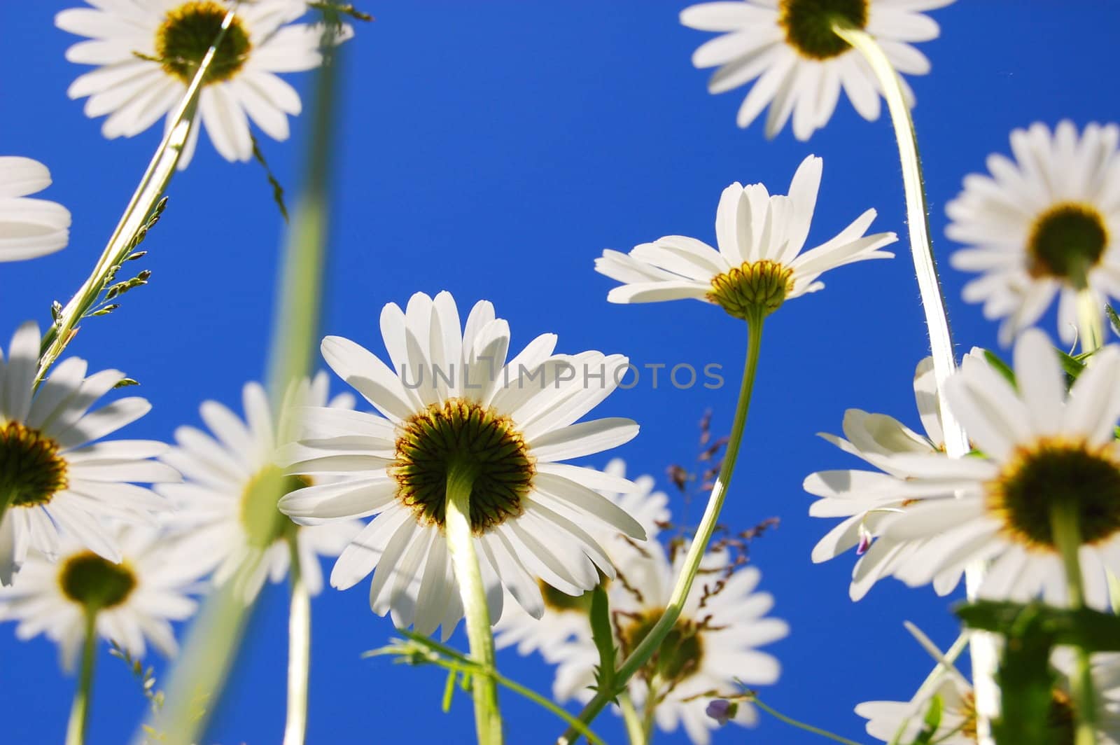 daisy flower in summer with blue sky