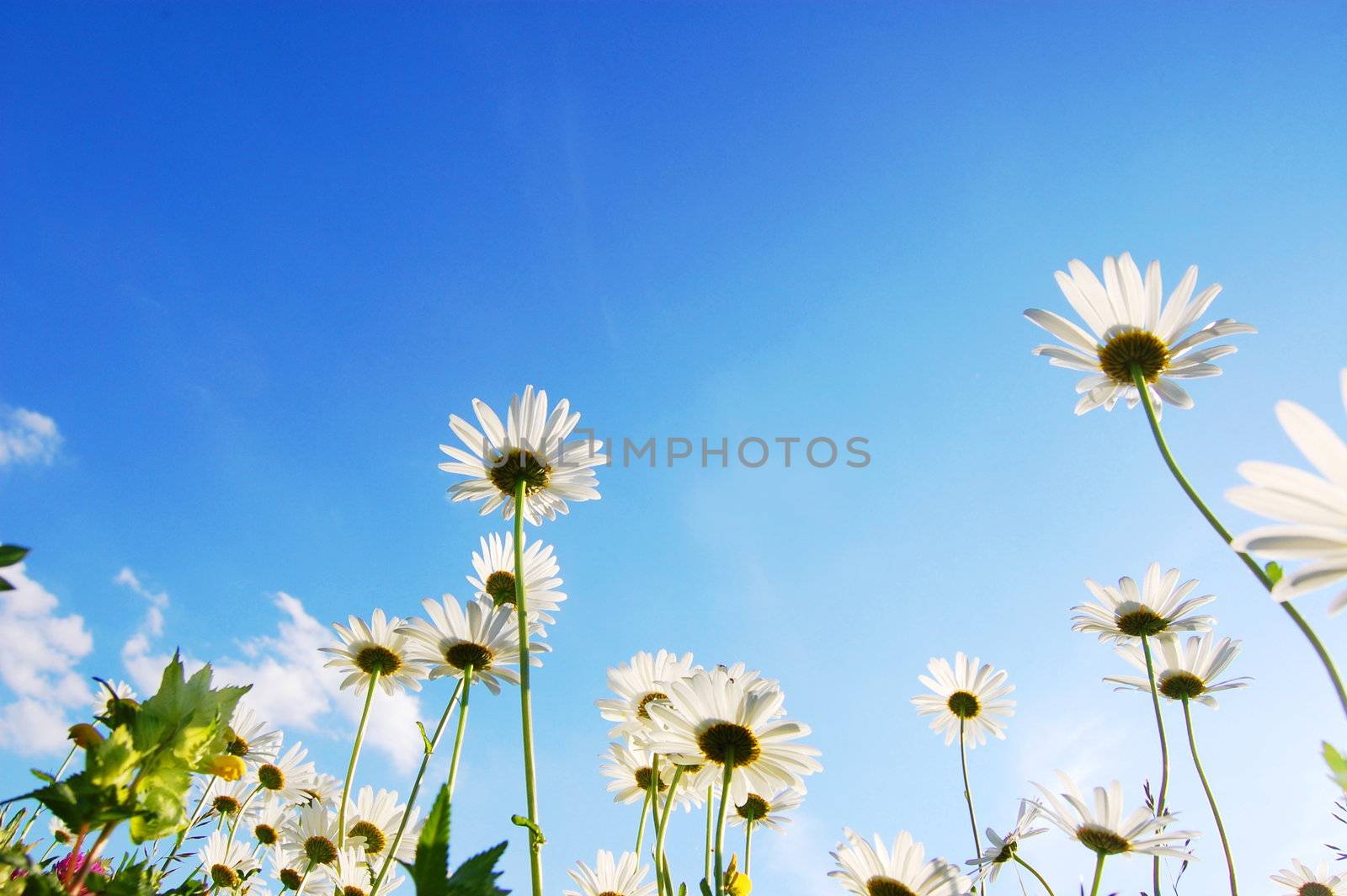 daisy flower under blue sky by gunnar3000