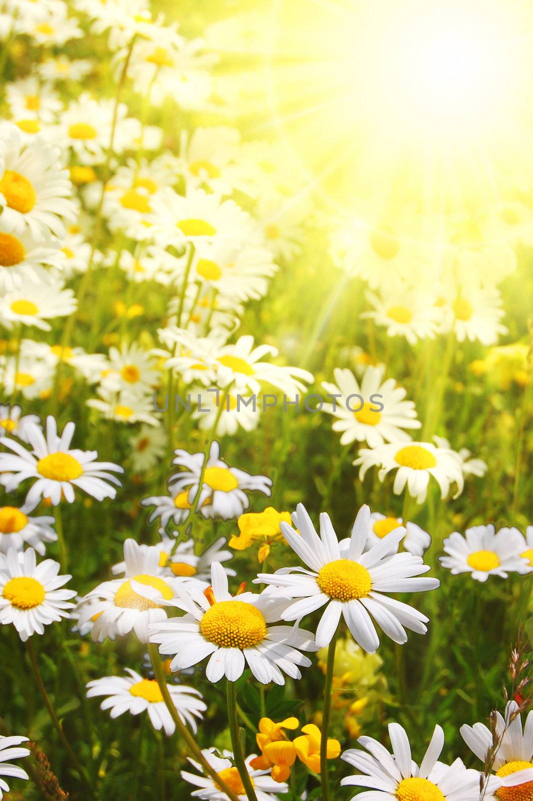 daisy flower on a sunny summer field