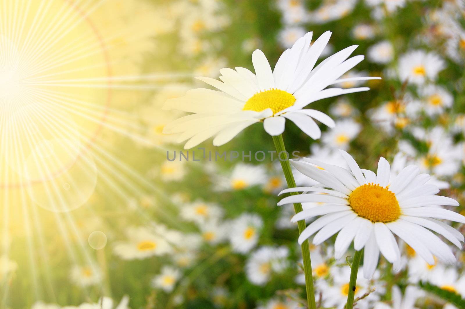 flower and sun in summer on a field