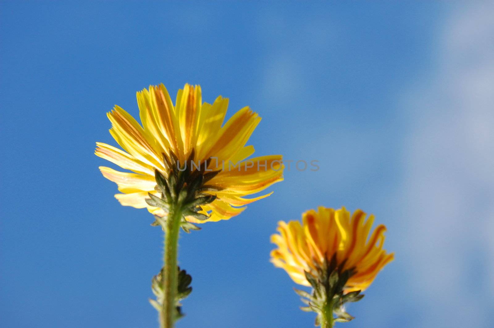 happy flower under blue summer sky on grassland