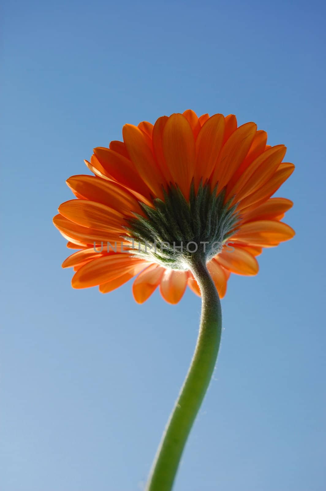 Gerbera daisy by gunnar3000