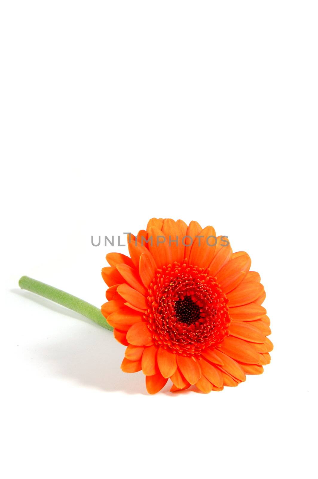 gerbera daisy flower isolated on white background