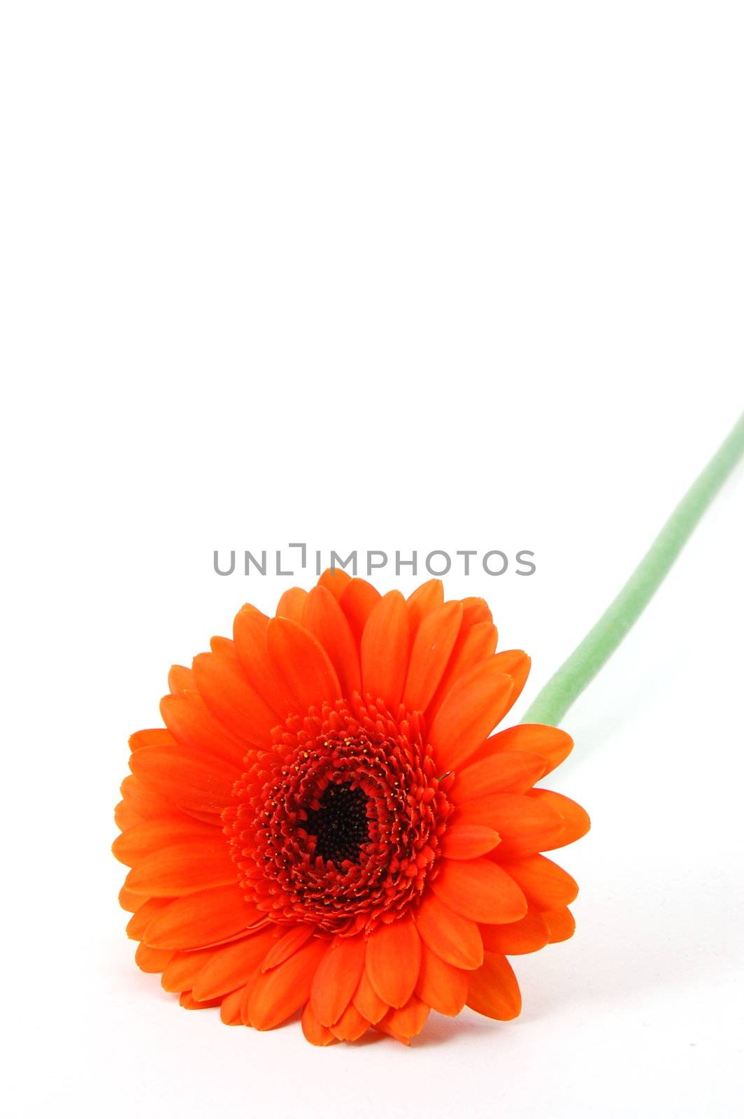 gerbera daisy flower isolated on white background