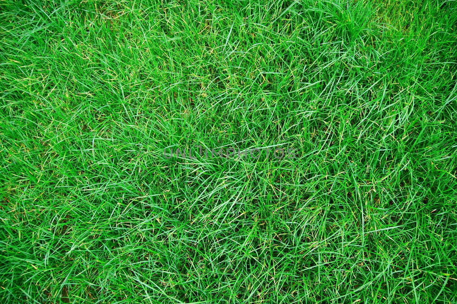 green grass texture on a meadow or grassland