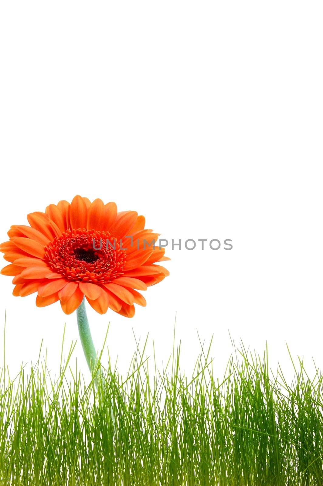 isolated flower background with grass and copyspace for your text