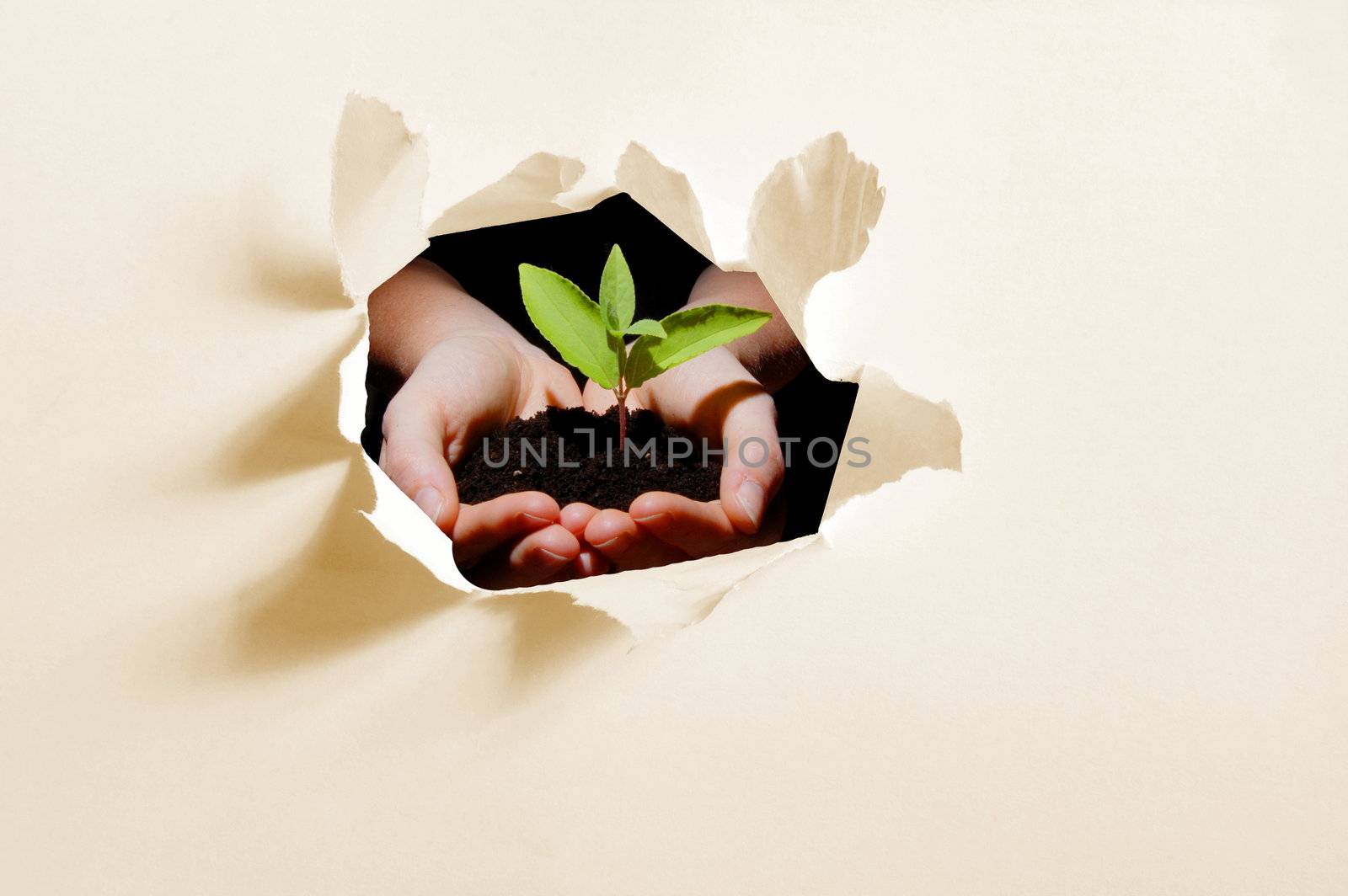 hole in paper and plant in hands showing concept of ecology and growth