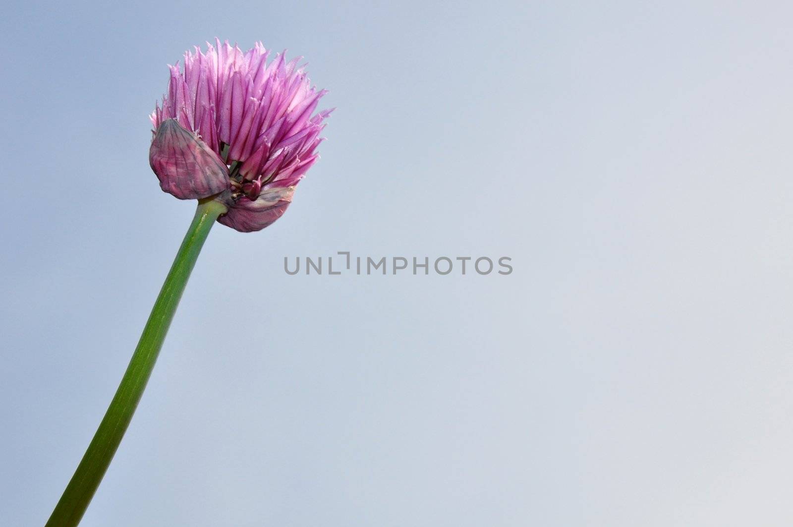 Onion flower