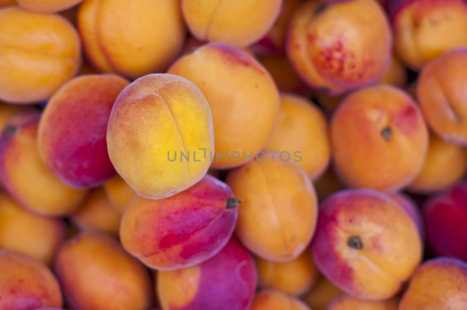 apricot at a street sale