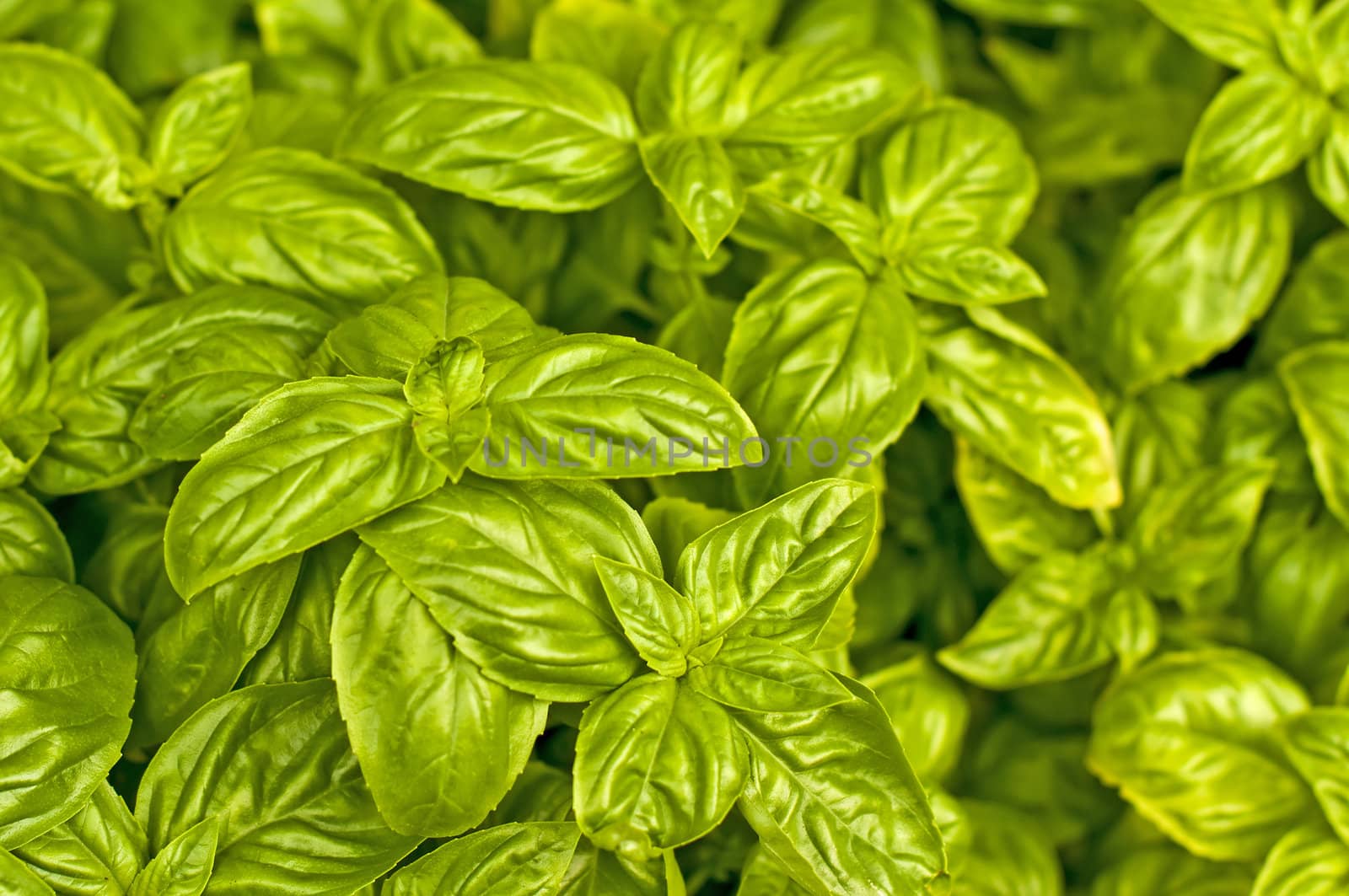 basil