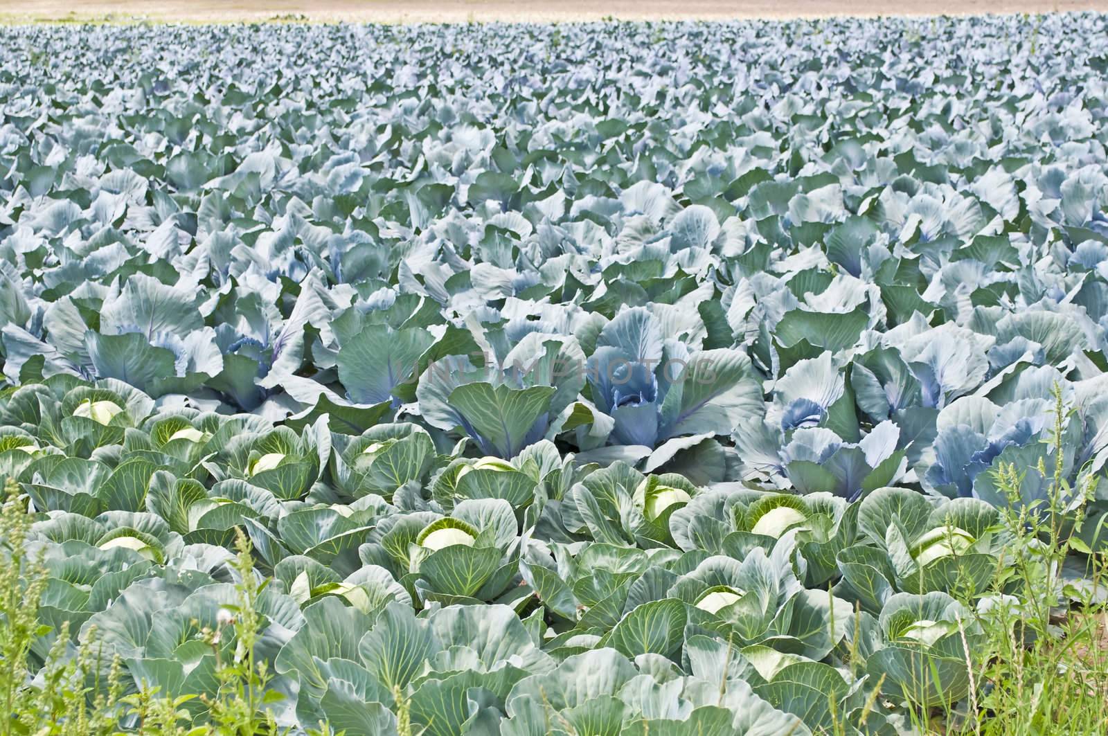 cultivation of blue kale