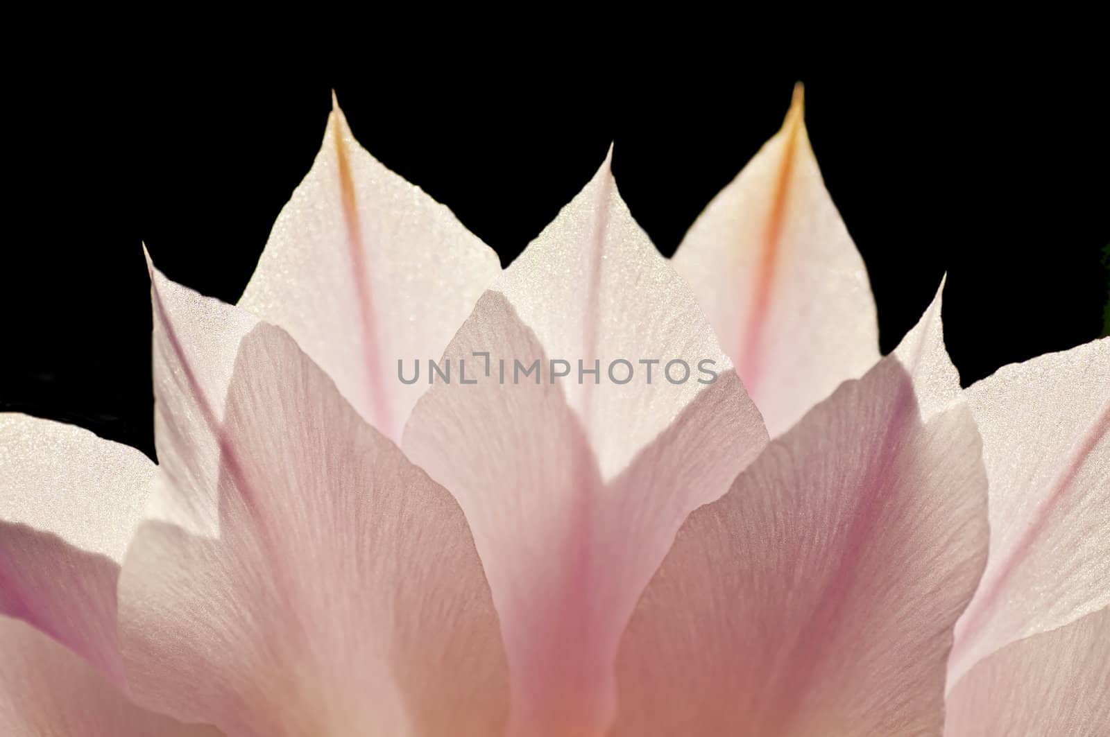 blossom in back-light