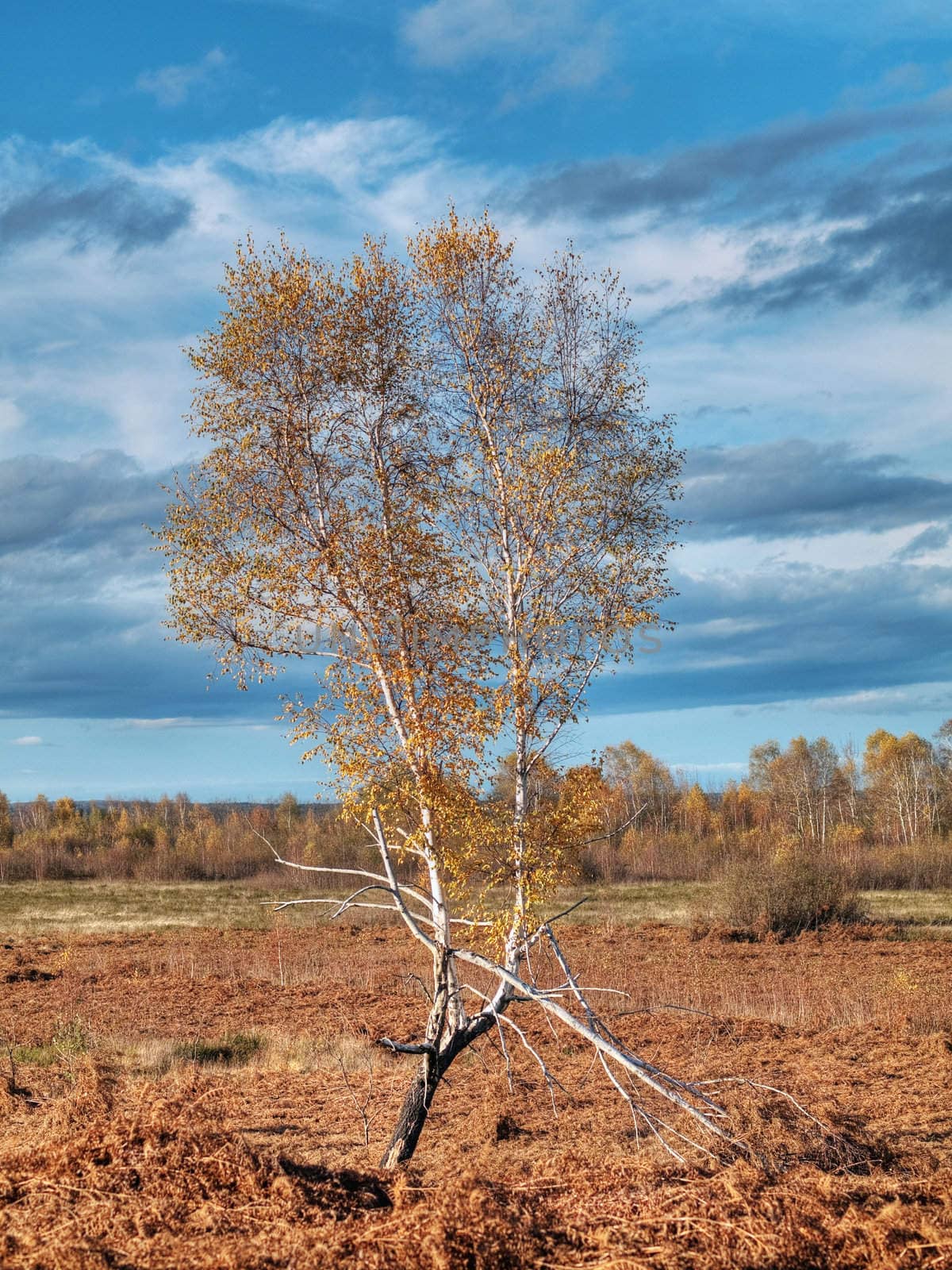 Isolated birch tree in a fern field under blue sky and clouds