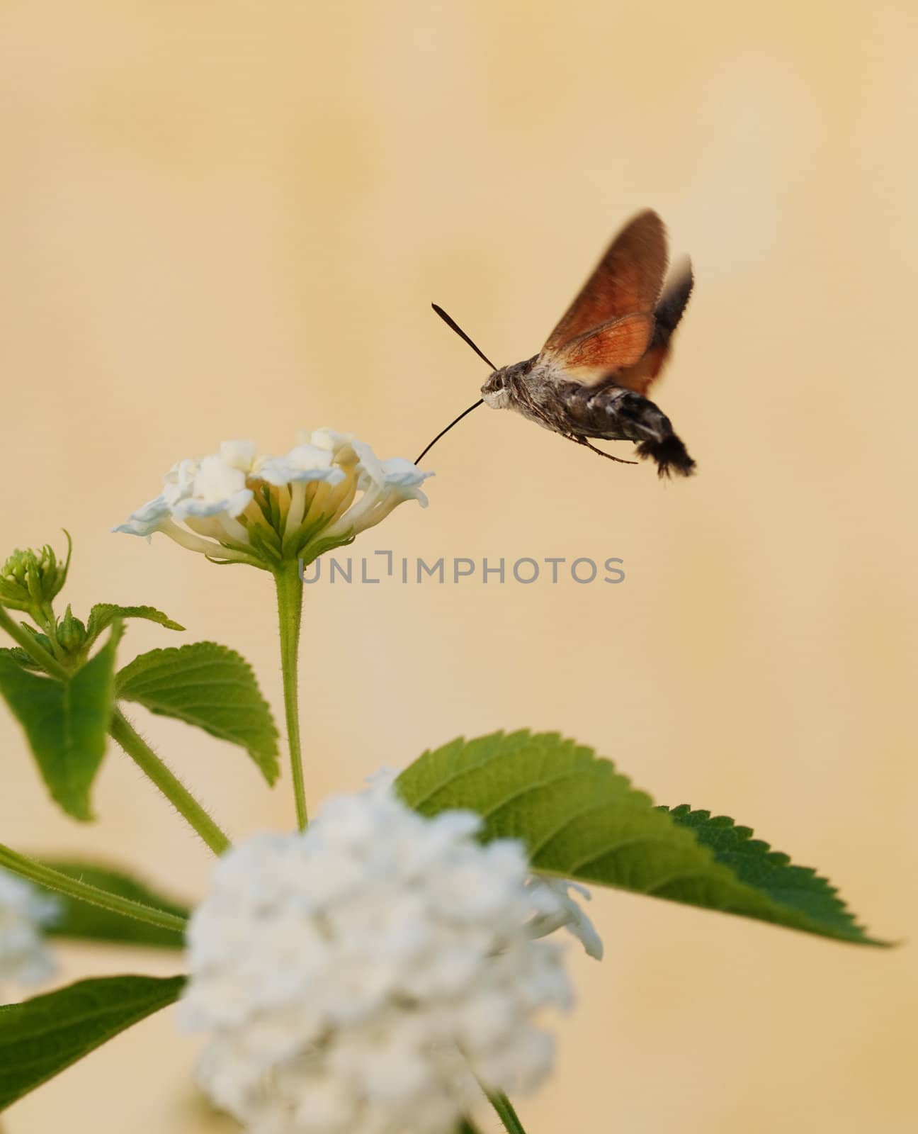 Hummingbird moth taking up nectar in a white flower