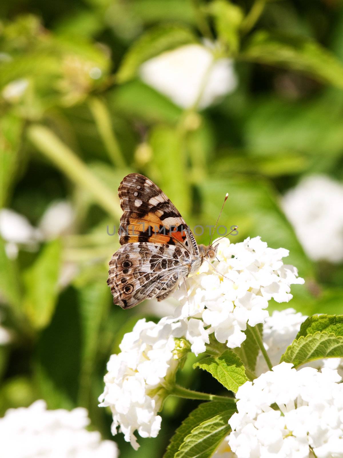 Close up of a butterfly taking nectar on a white flower