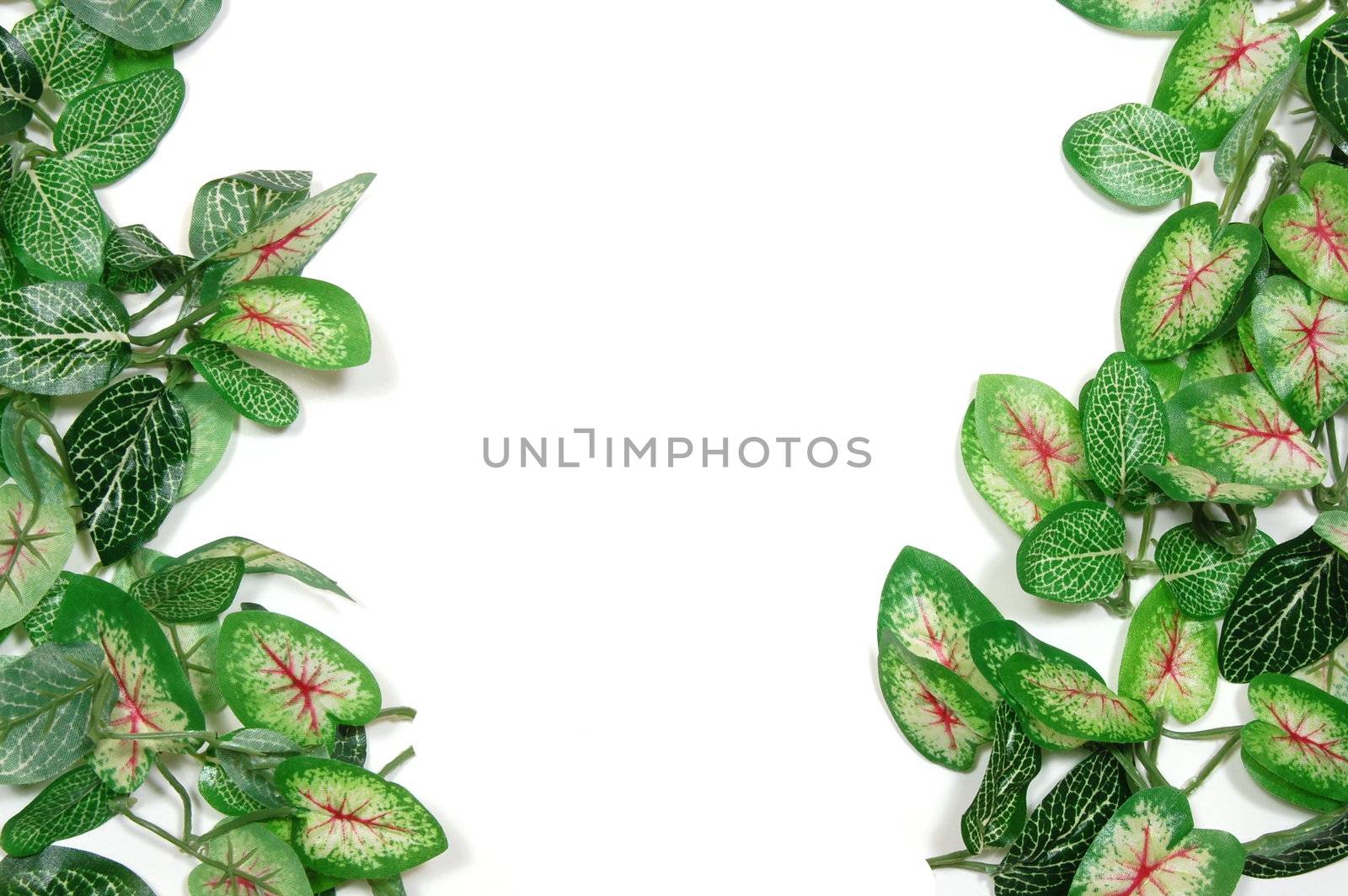 border of leaves isolated on white background