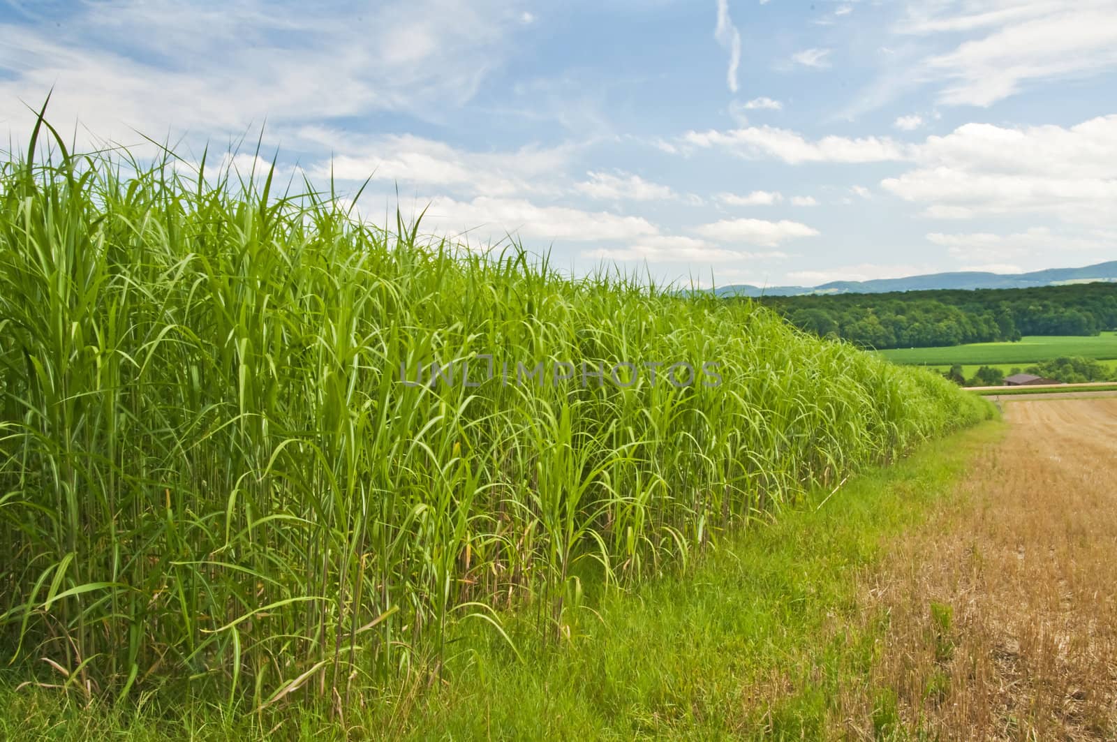 The renewable resource switch grass for heating and production of diesel