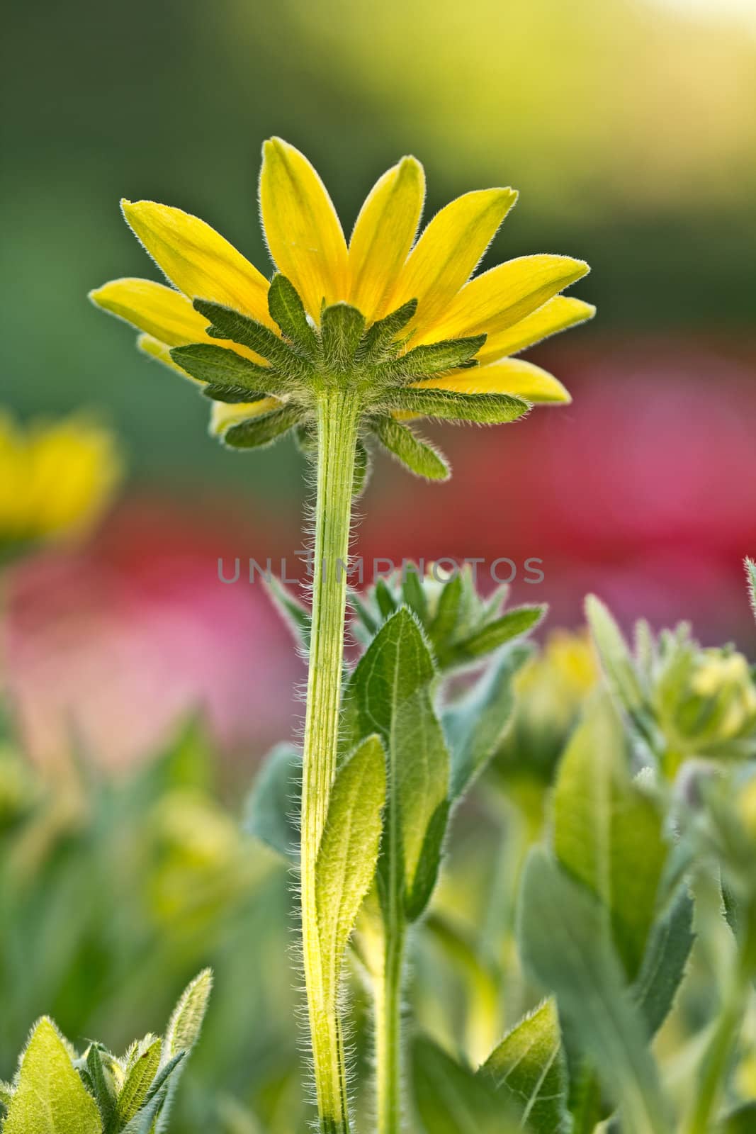 A beautiful yellow daisy on a bright sunny day