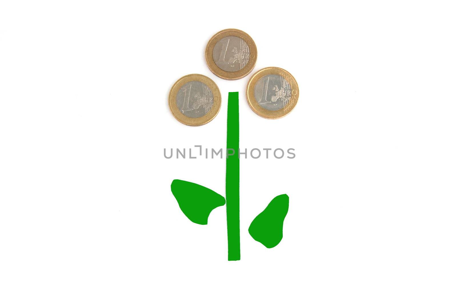 money plant isolated on a white background