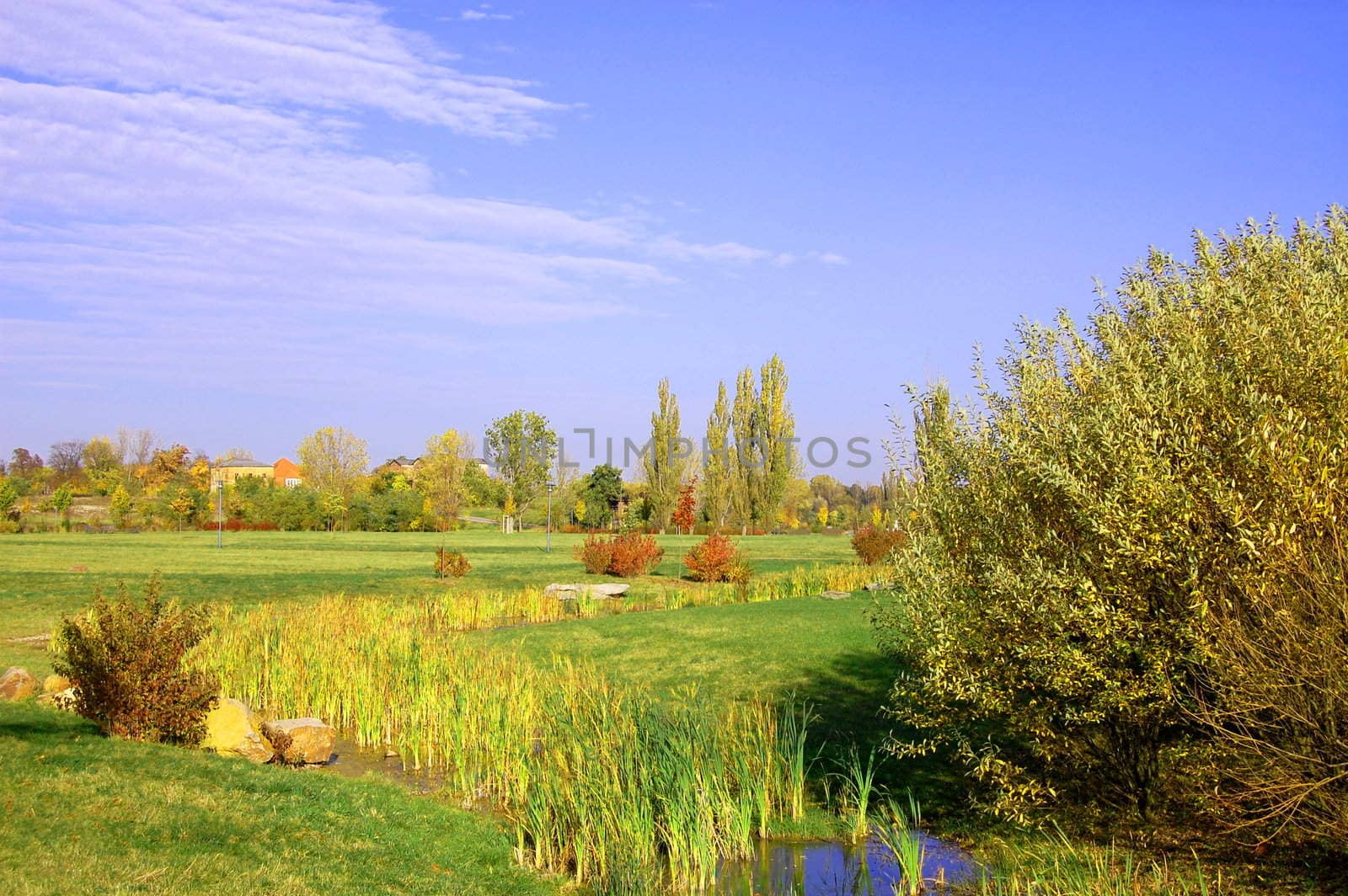 summer in the park with green trees and grass under blue sky