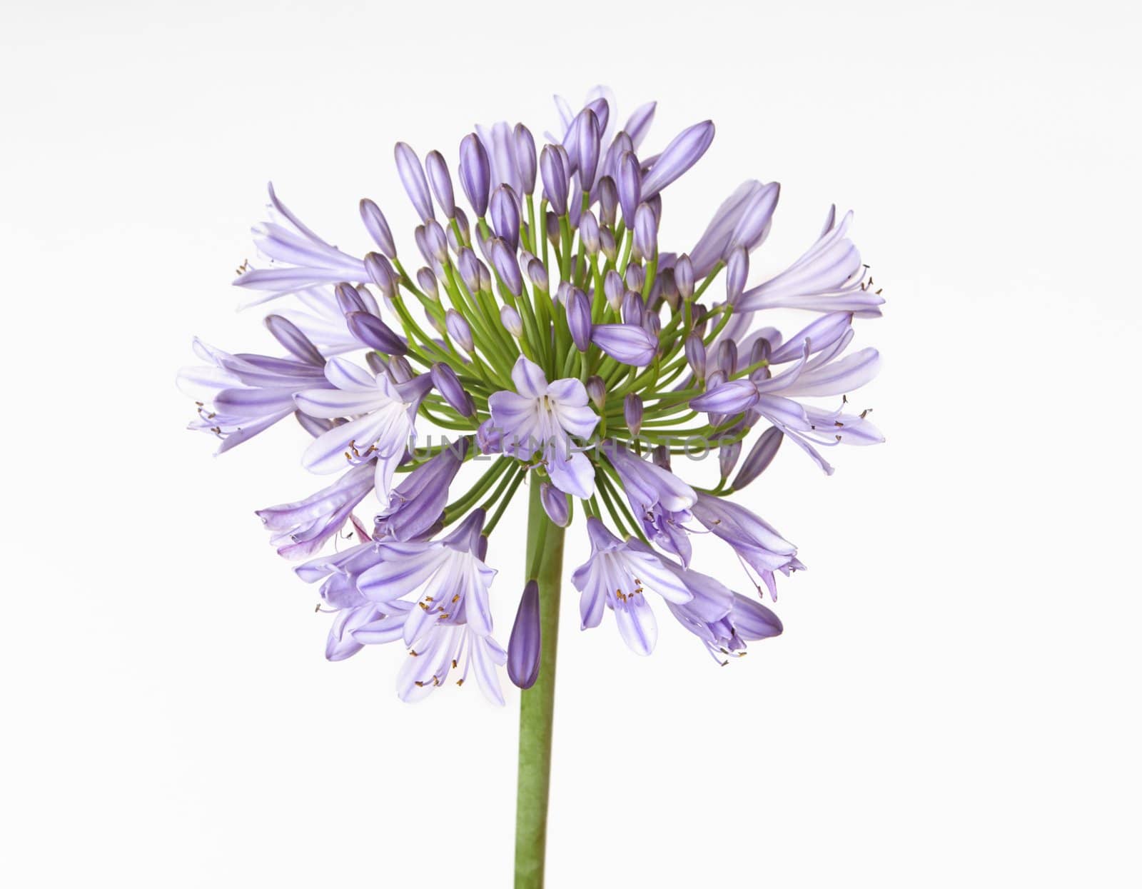 Agapanthus showing buds and flowers.  Colours range from shades of blue to purple or white. Agapanthus  is also known as African Lily