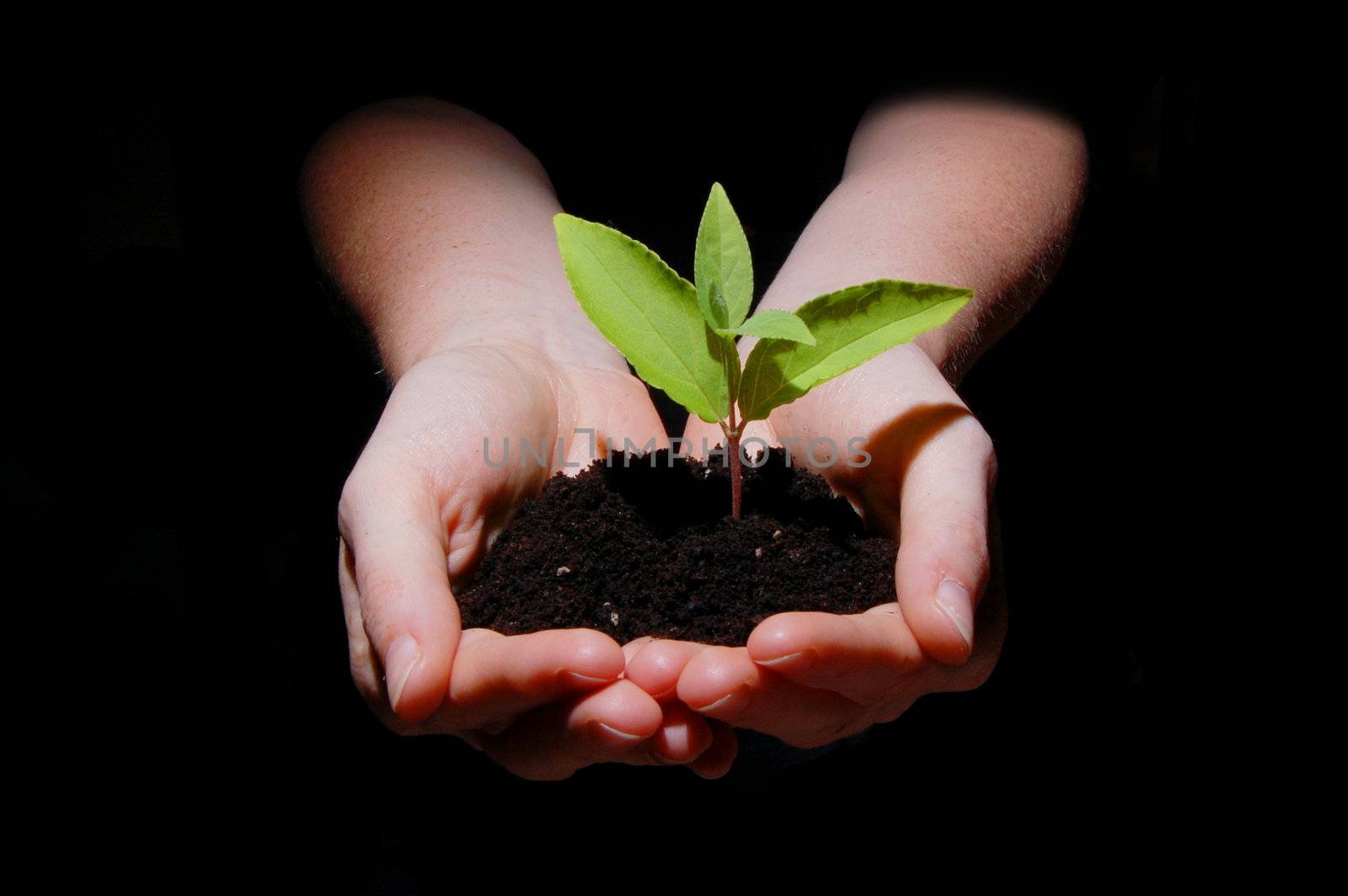 hands plant and soil showing concept of growth