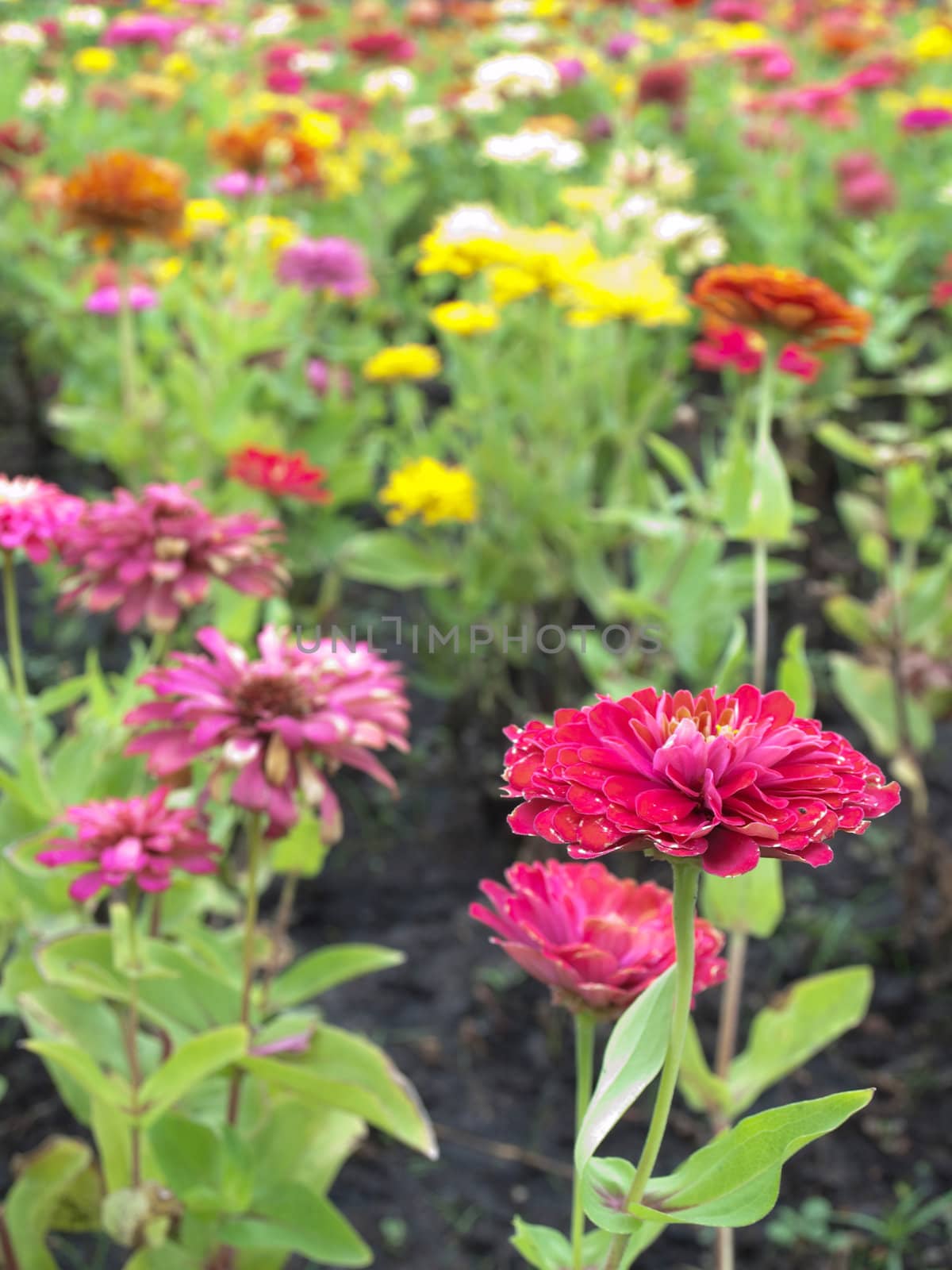 Field of Zinnia violacea, Family Asteraceae also known as Zinnia elegans