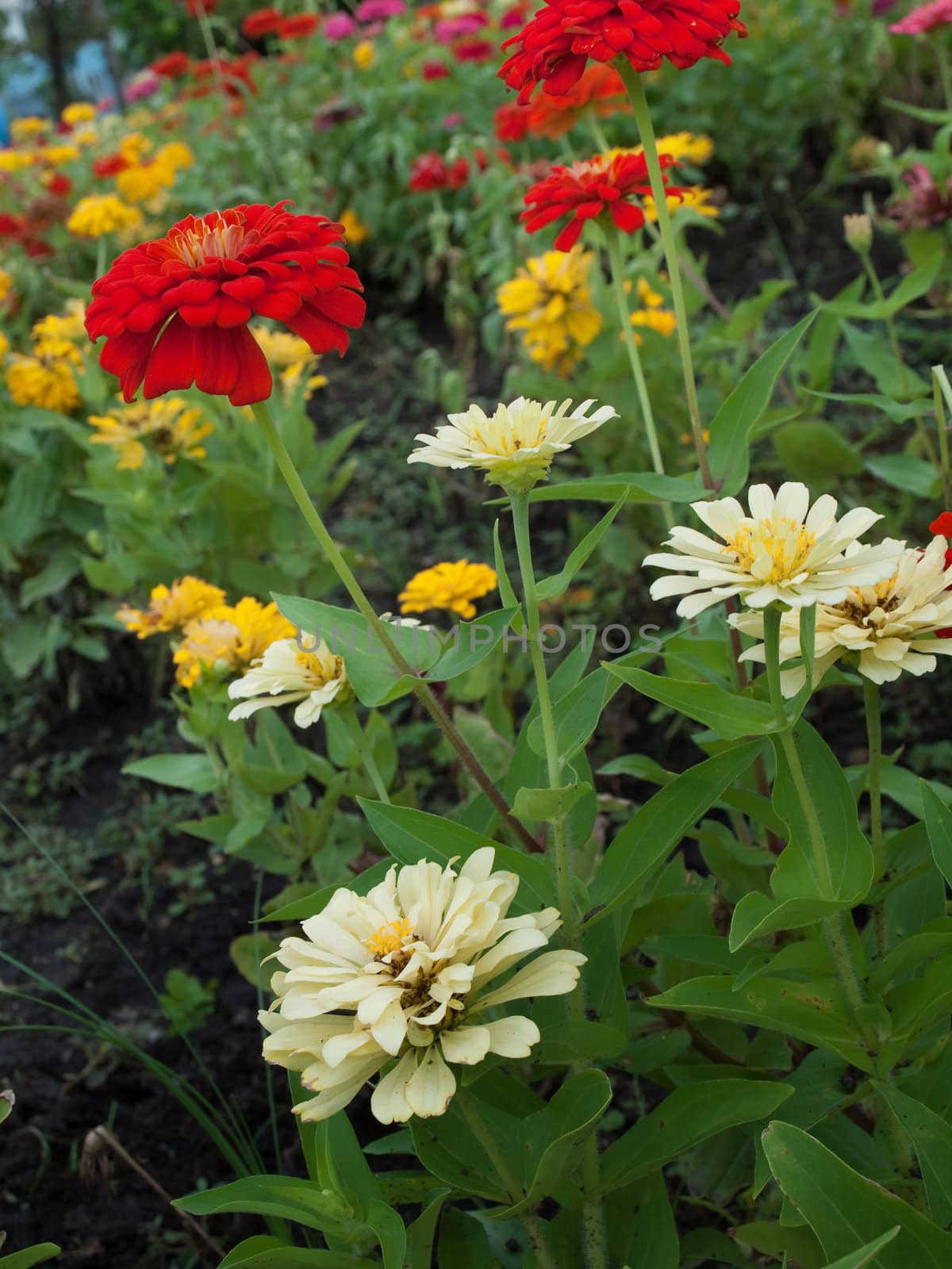 Field of Zinnia violacea, Family Asteraceae also known as Zinnia elegans